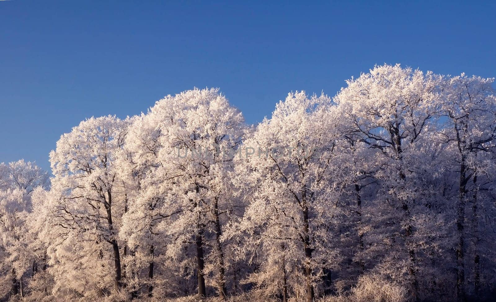 Trees with hoarfrost against a clear blue sky, to be used as copy space or postcard.