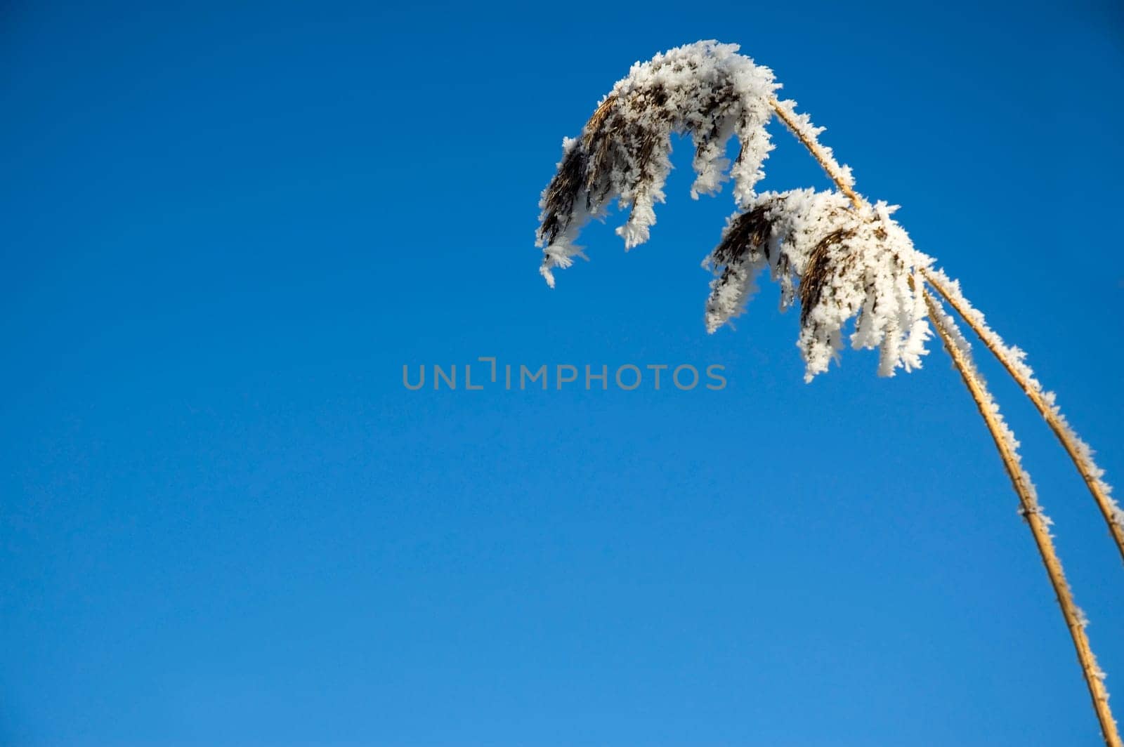 Part of frozen cane against a blue sky.