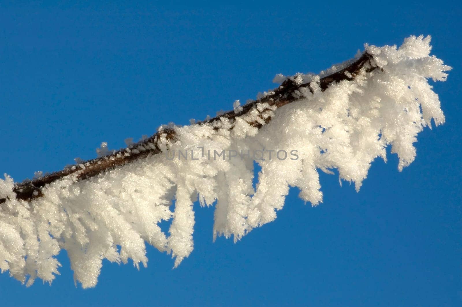 Macro of a twig with hoarfrost against a clea blue sky, to be used as copy space.