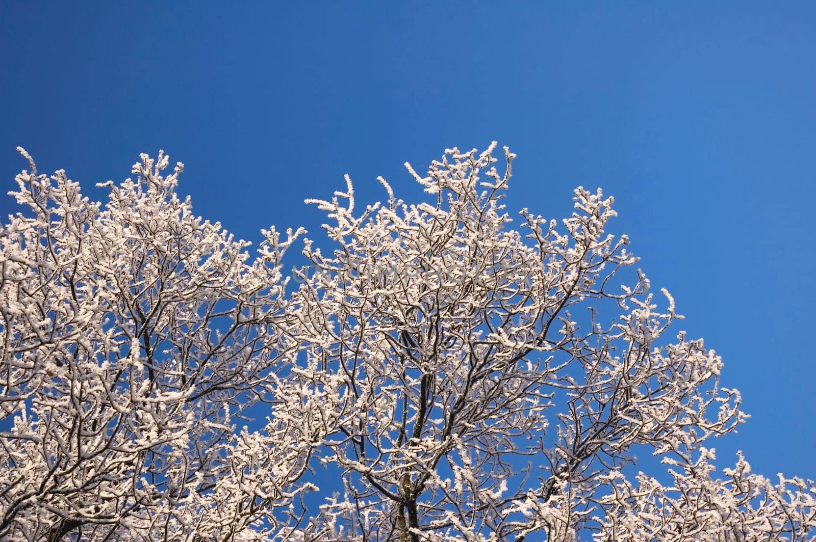Couple of twigs with hoarfrost against a clear blue sky, to be used as copy space.