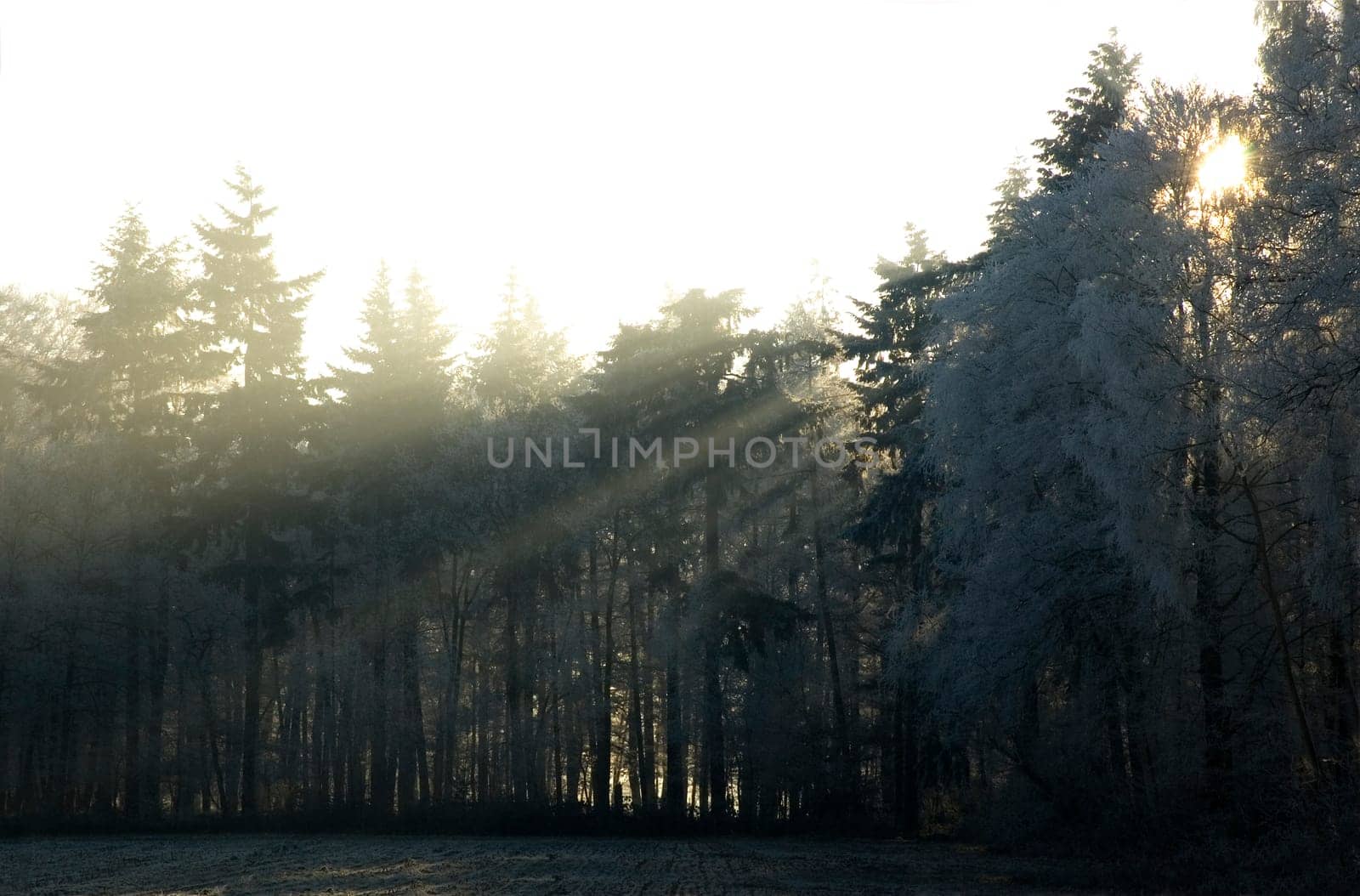 Sunny winter morning in a frozen forest.