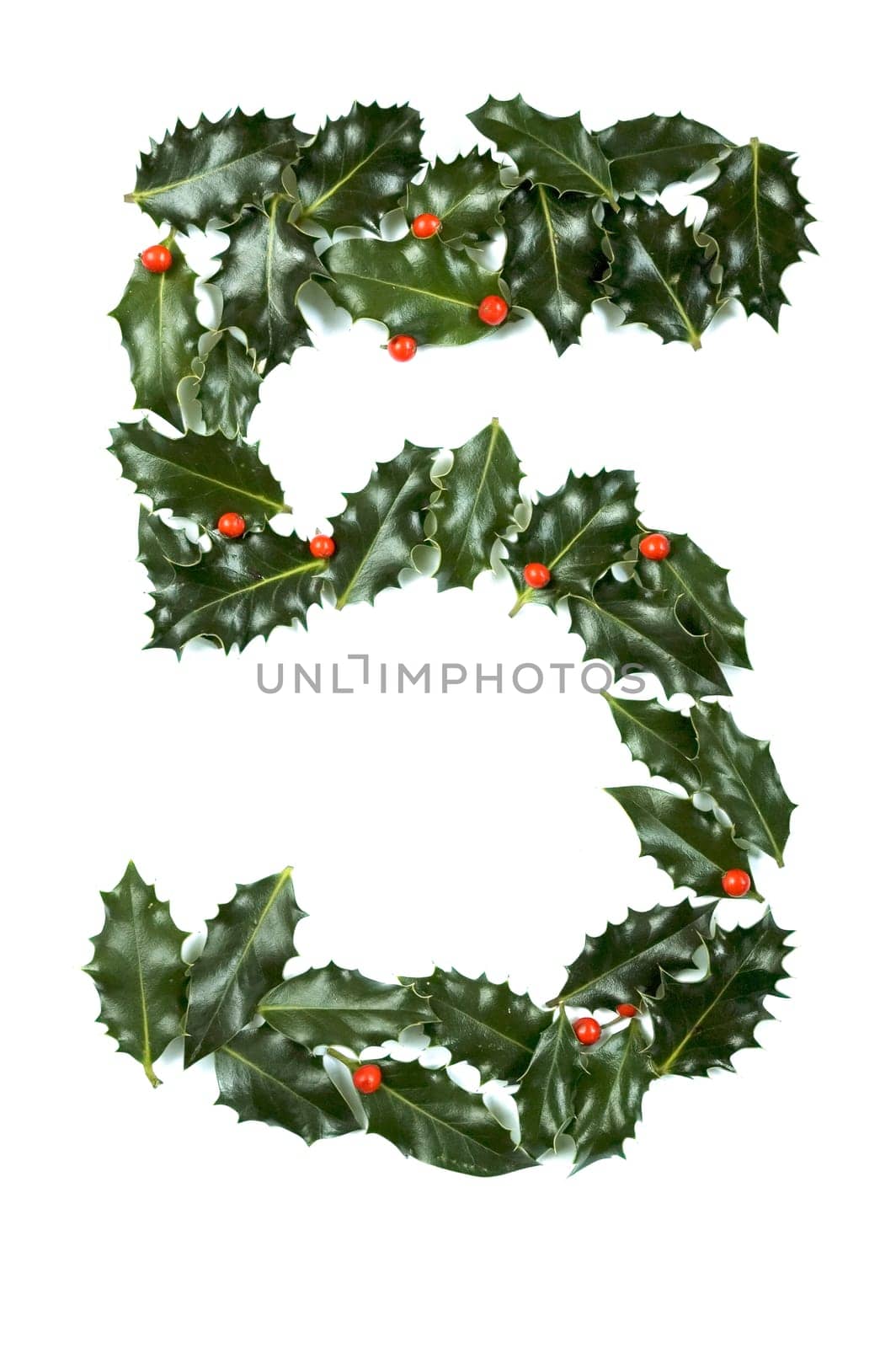 Holly Leaves with berry's in the form of the digit five. Isolated on white.