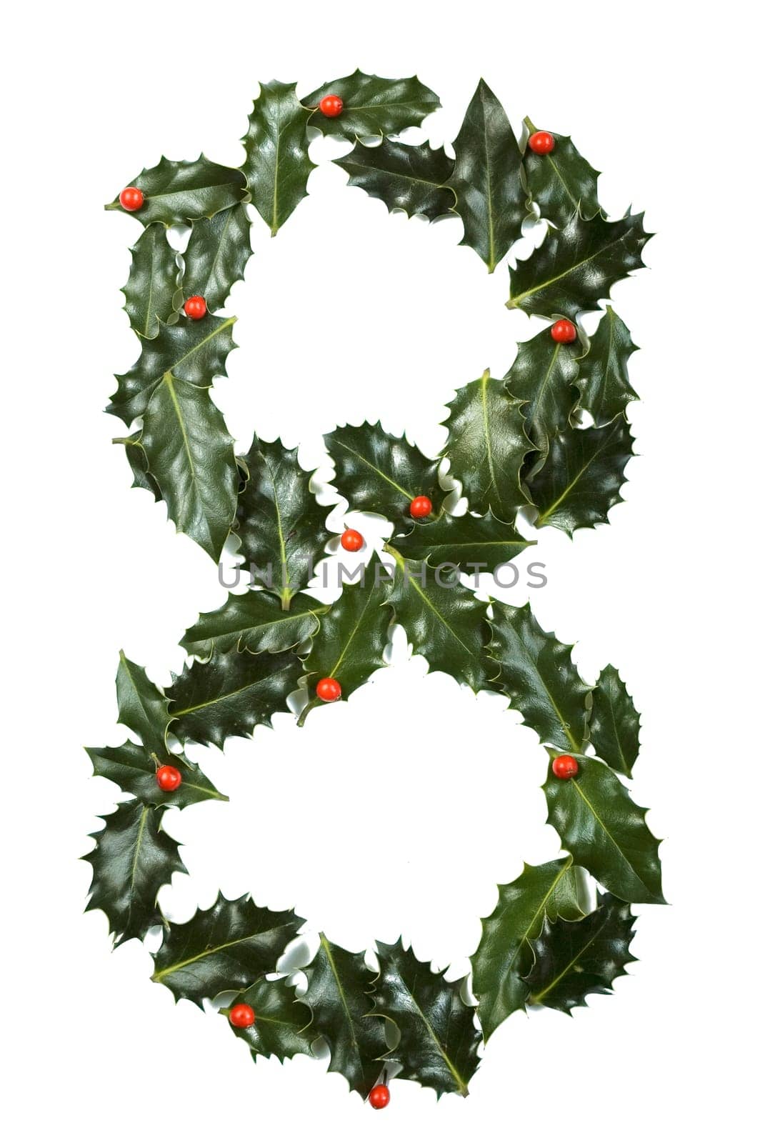 Holly Leaves with berry's in the form of the digit eight. Isolated on white.