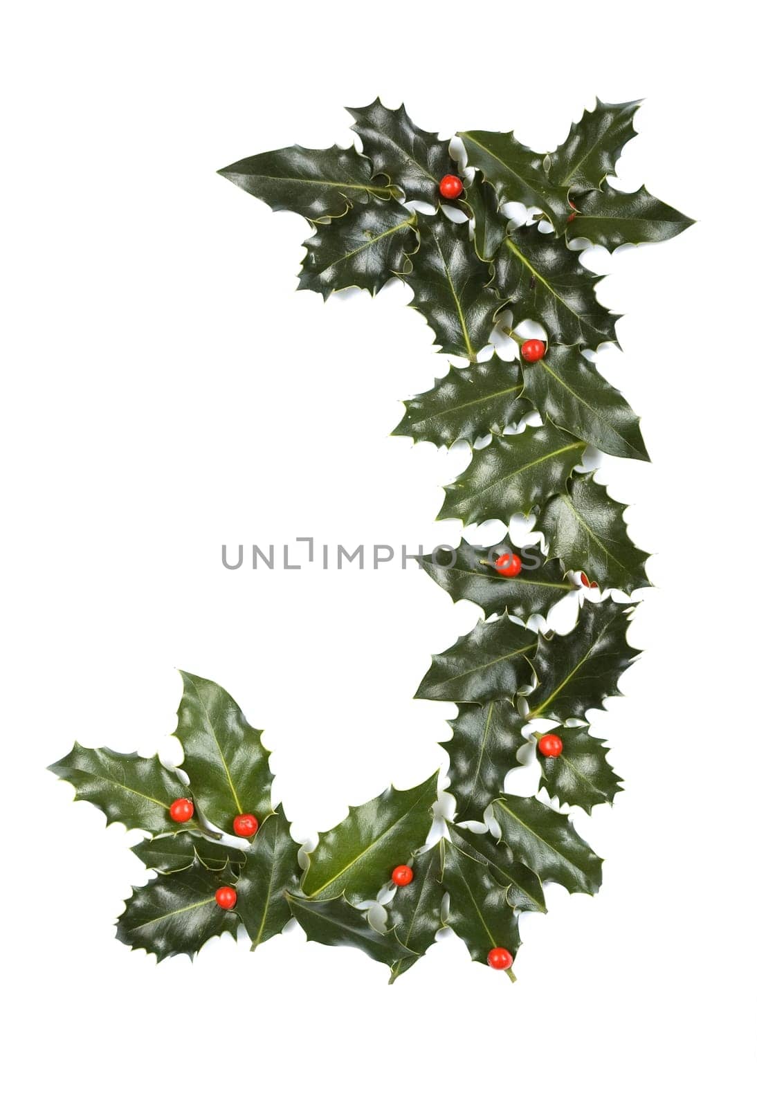 Holly Leaves with berry's in the form of the letter J. Isolated on white.
