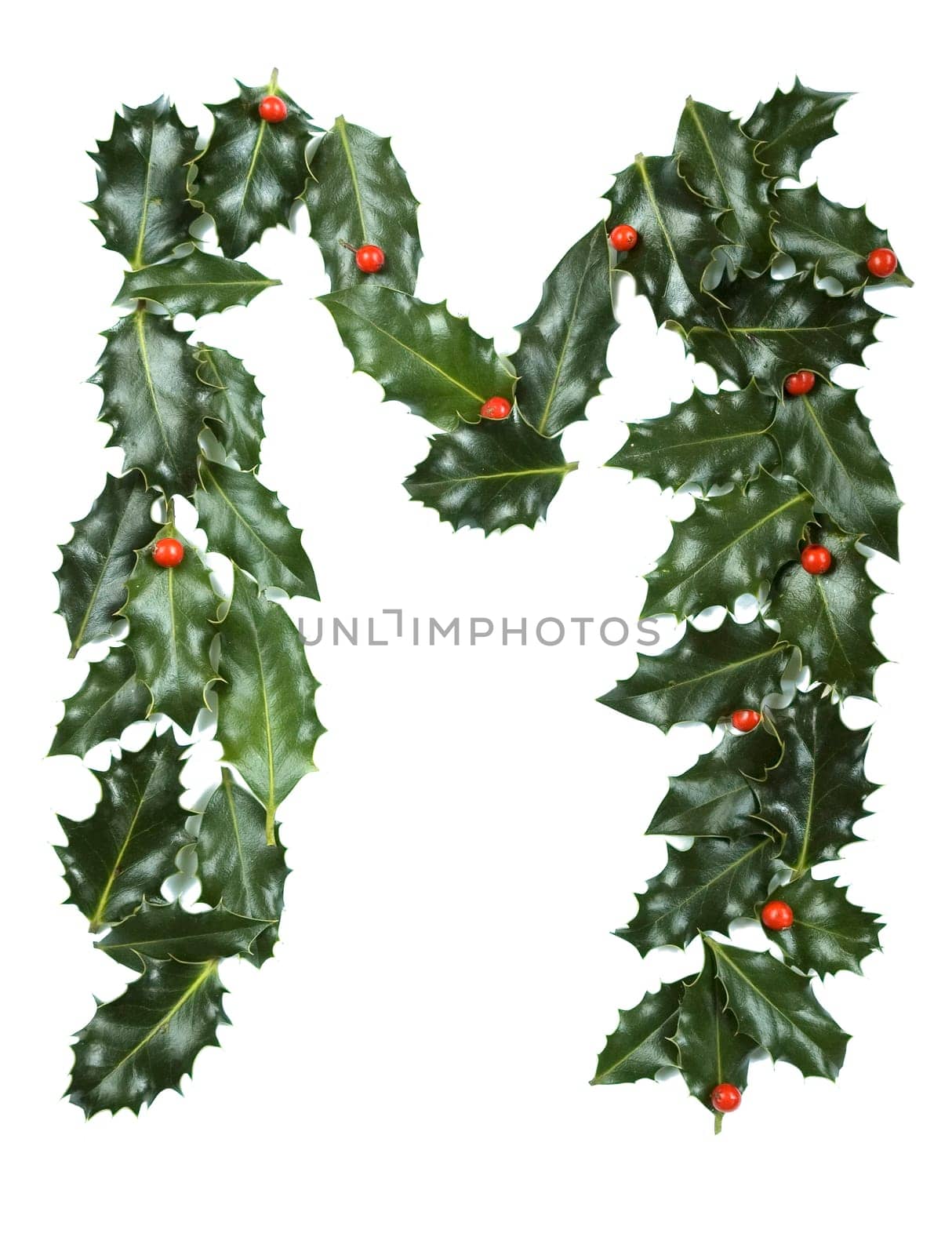 Holly Leaves with berry's in the form of the letter M. Isolated on white.