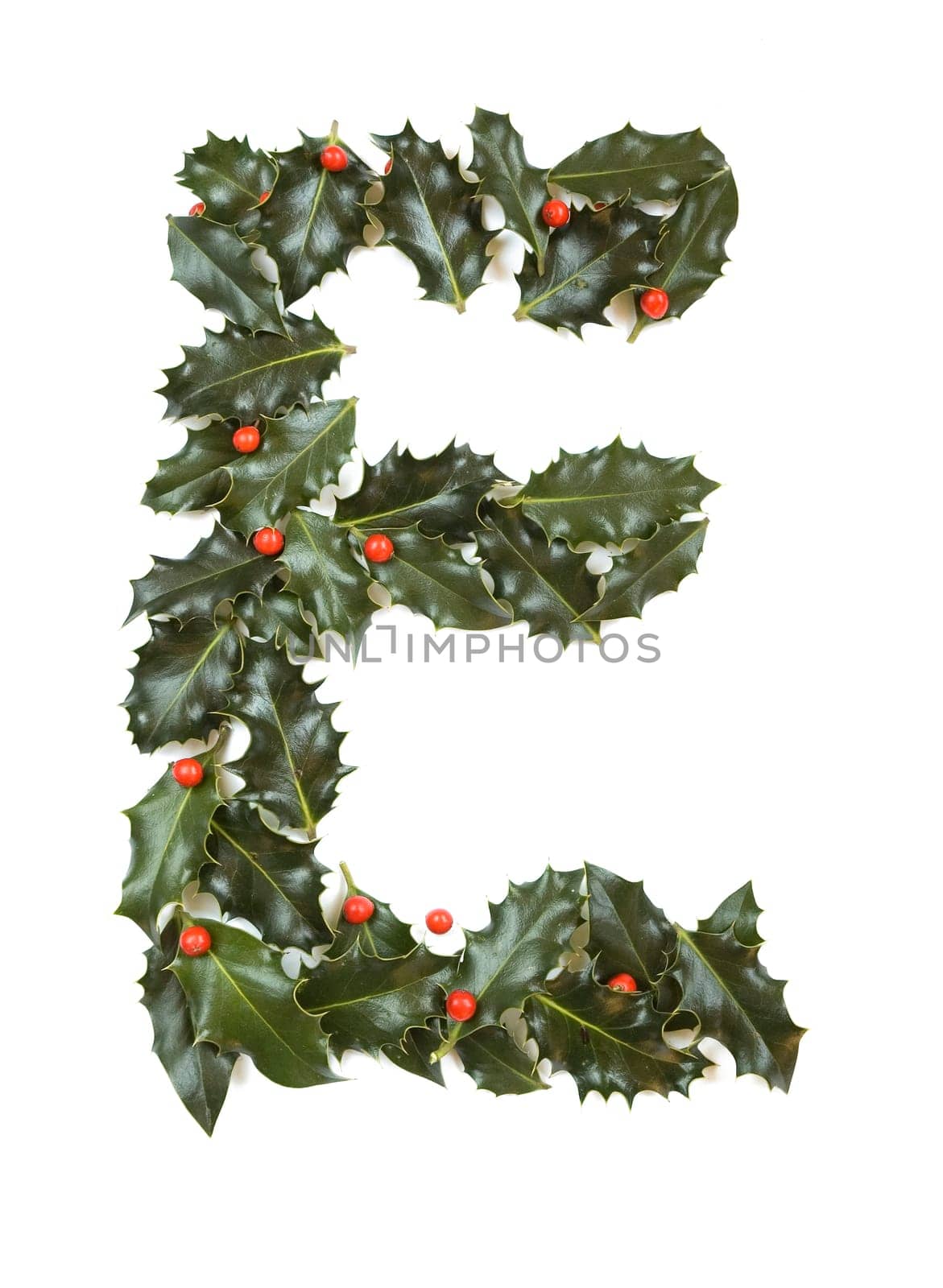 Holly Leaves with berry's in the form of the letter E. Isolated on white.