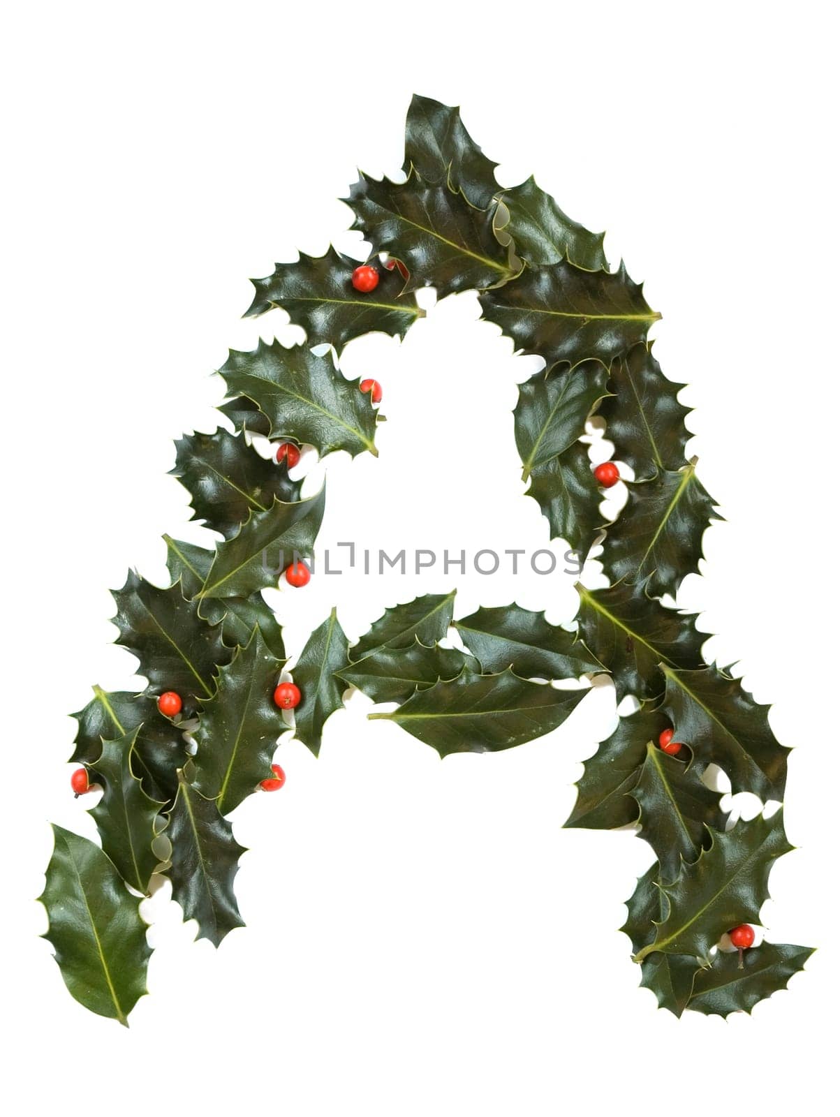 Holly Leaves with berry's in the form of the letter A. Isolated on white.