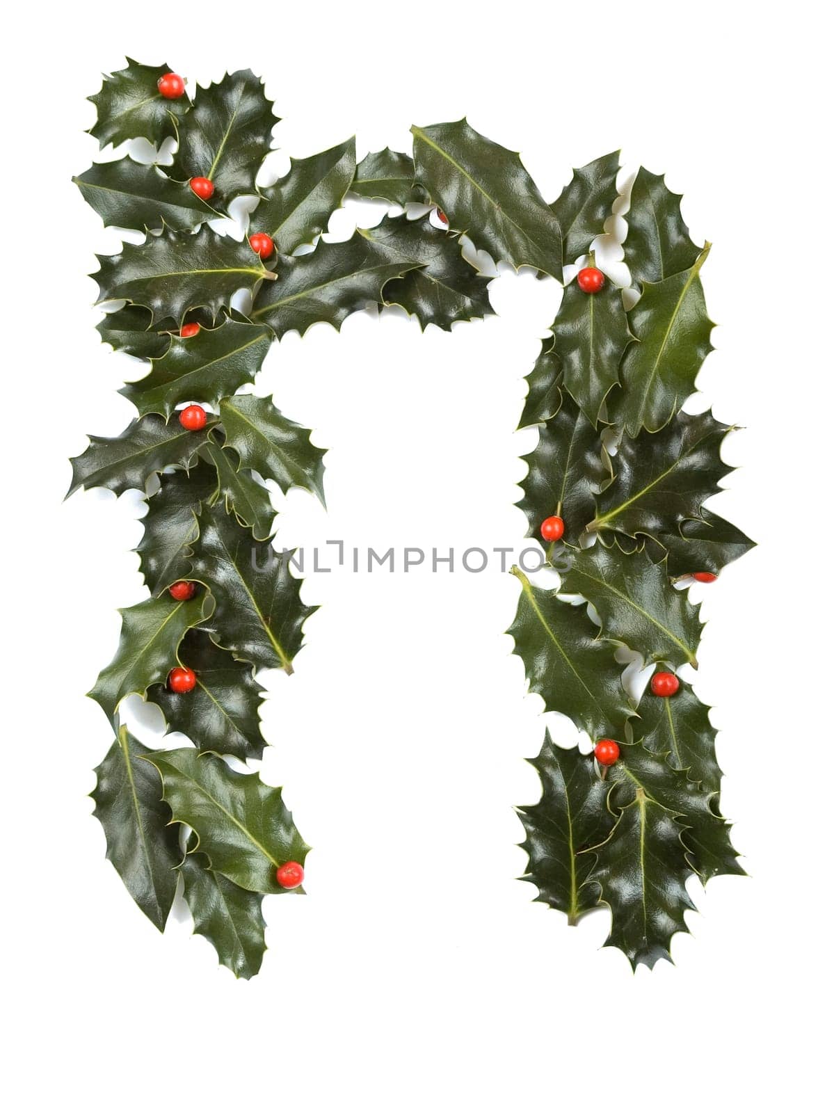 Holly Leaves with berry's in the form of the letter N. Isolated on white.