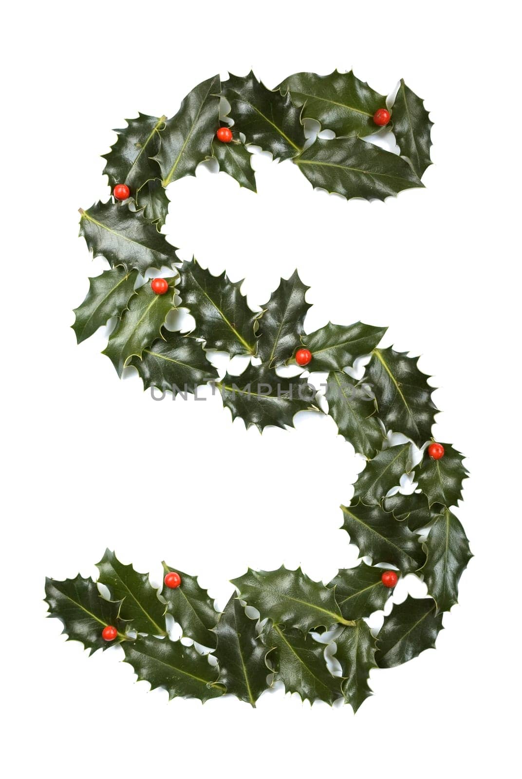 Holly Leaves with berry's in the form of the letter S. Isolated on white.