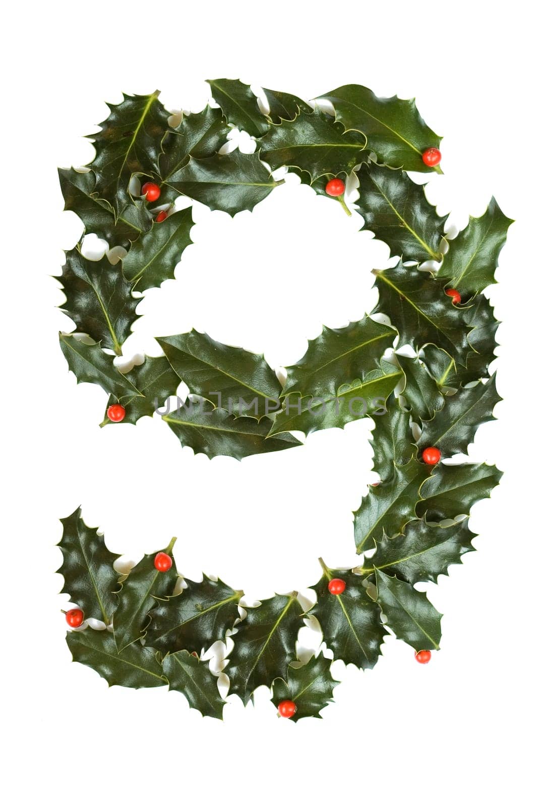 Holly Leaves with berry's in the form of the digit nine. Isolated on white.