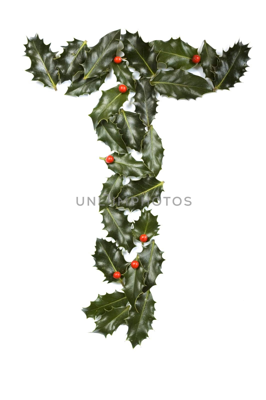 Holly Leaves with berry's in the form of the letter T. Isolated on white.