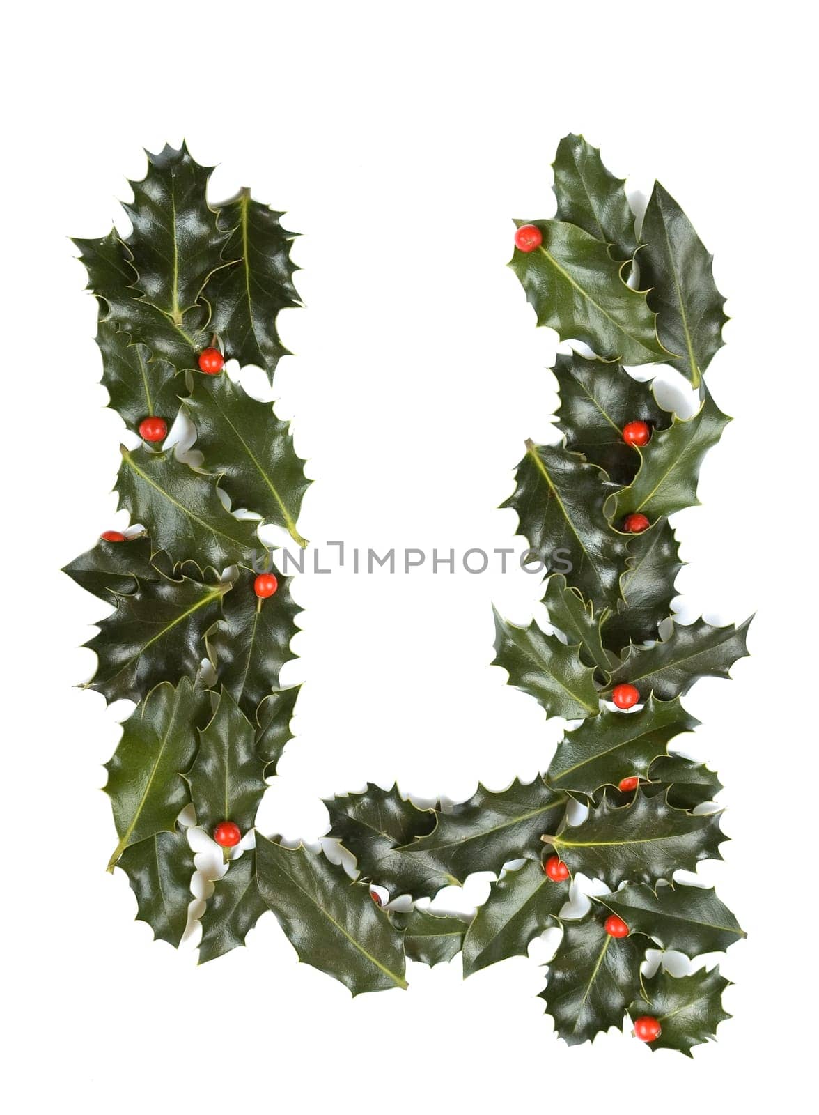 Holly Leaves with berry's in the form of the letter U. Isolated on white.
