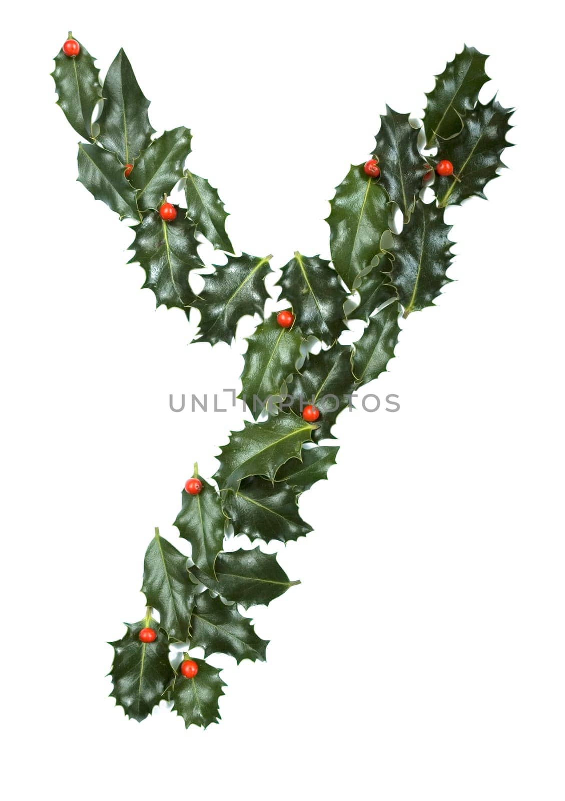 Holly Leaves with berry's in the form of the letter Y. Isolated on white.