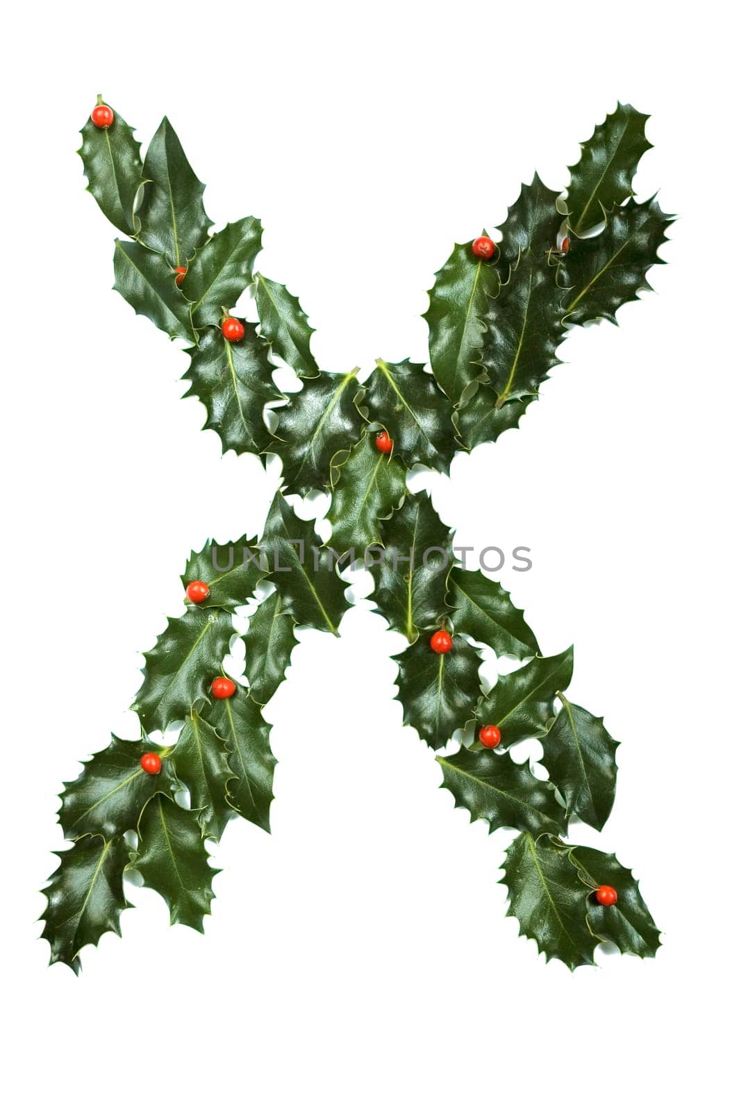 Holly Leaves with berry's in the form of the letter X. Isolated on white.