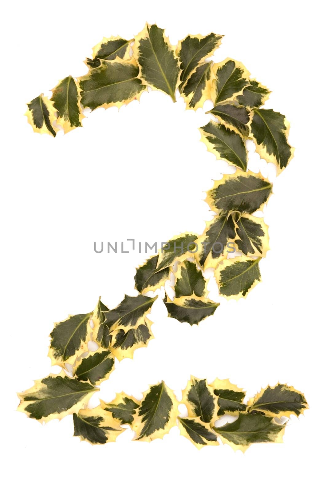 Holly Leaves in the form of the digit two. Isolated on white.