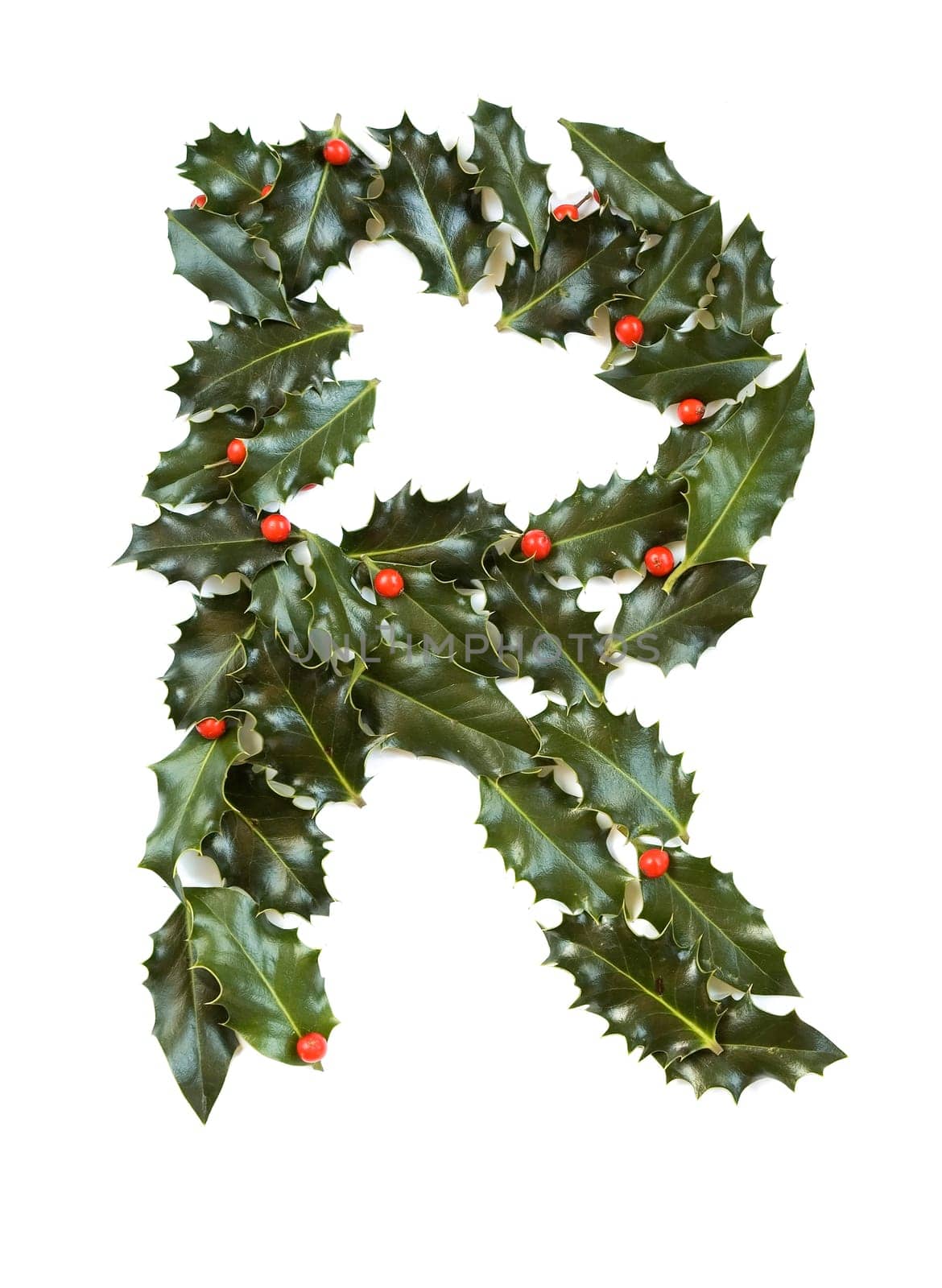 Holly Leaves with berry's in the form of the letter R. Isolated on white.