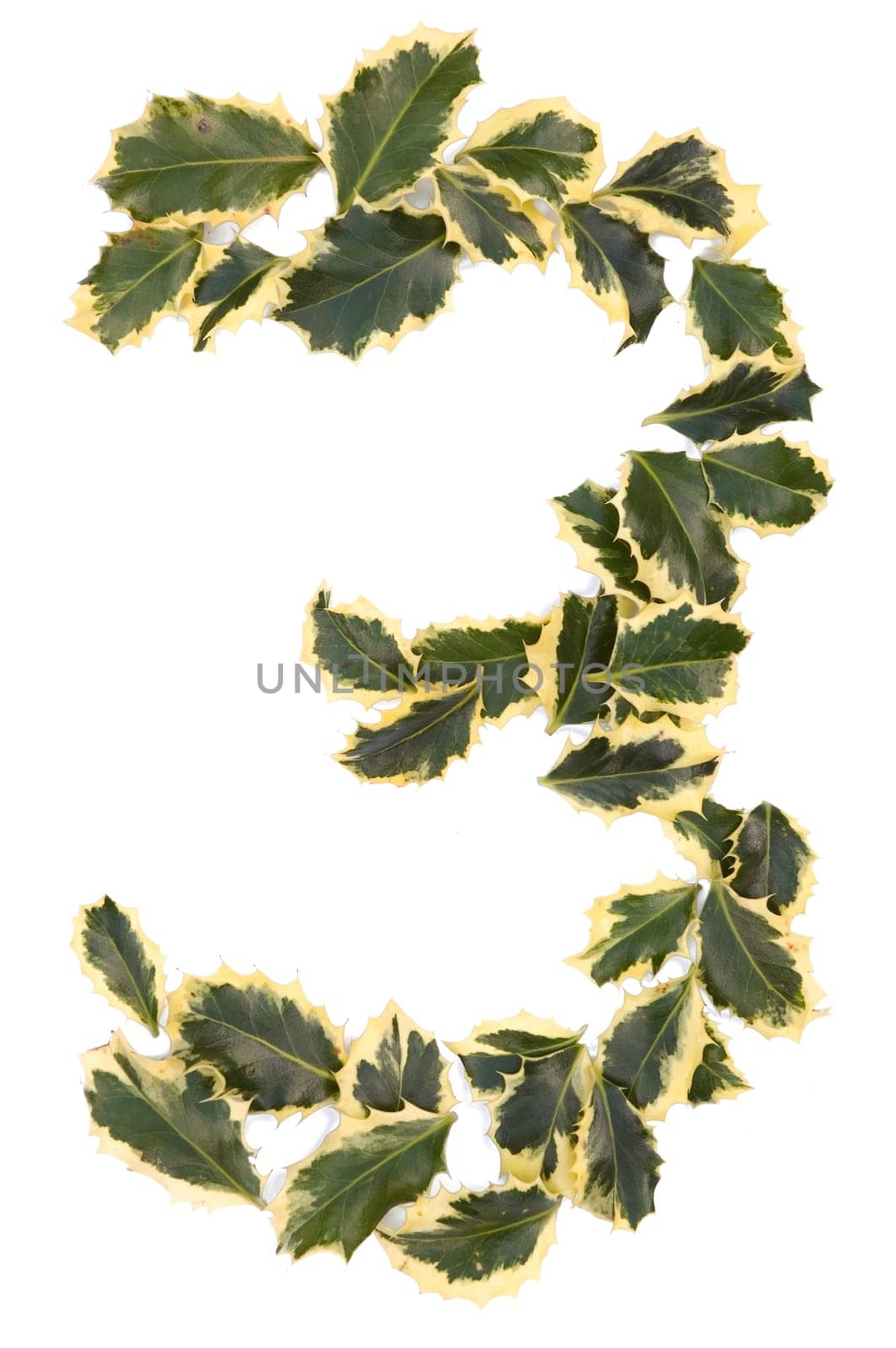 Holly Leaves in the form of the digit three. Isolated on white.
