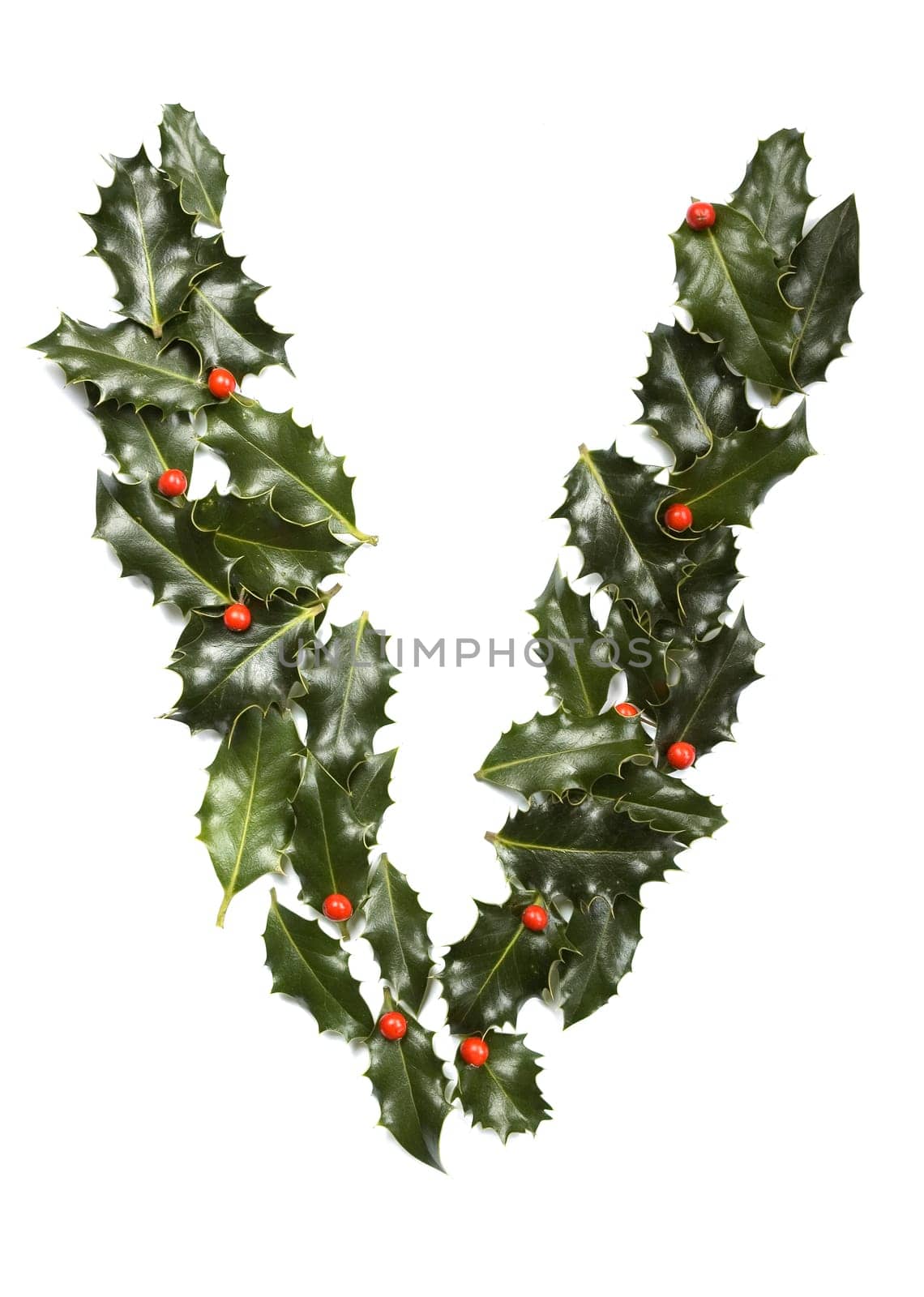 Holly Leaves with berry's in the form of the letter V. Isolated on white.