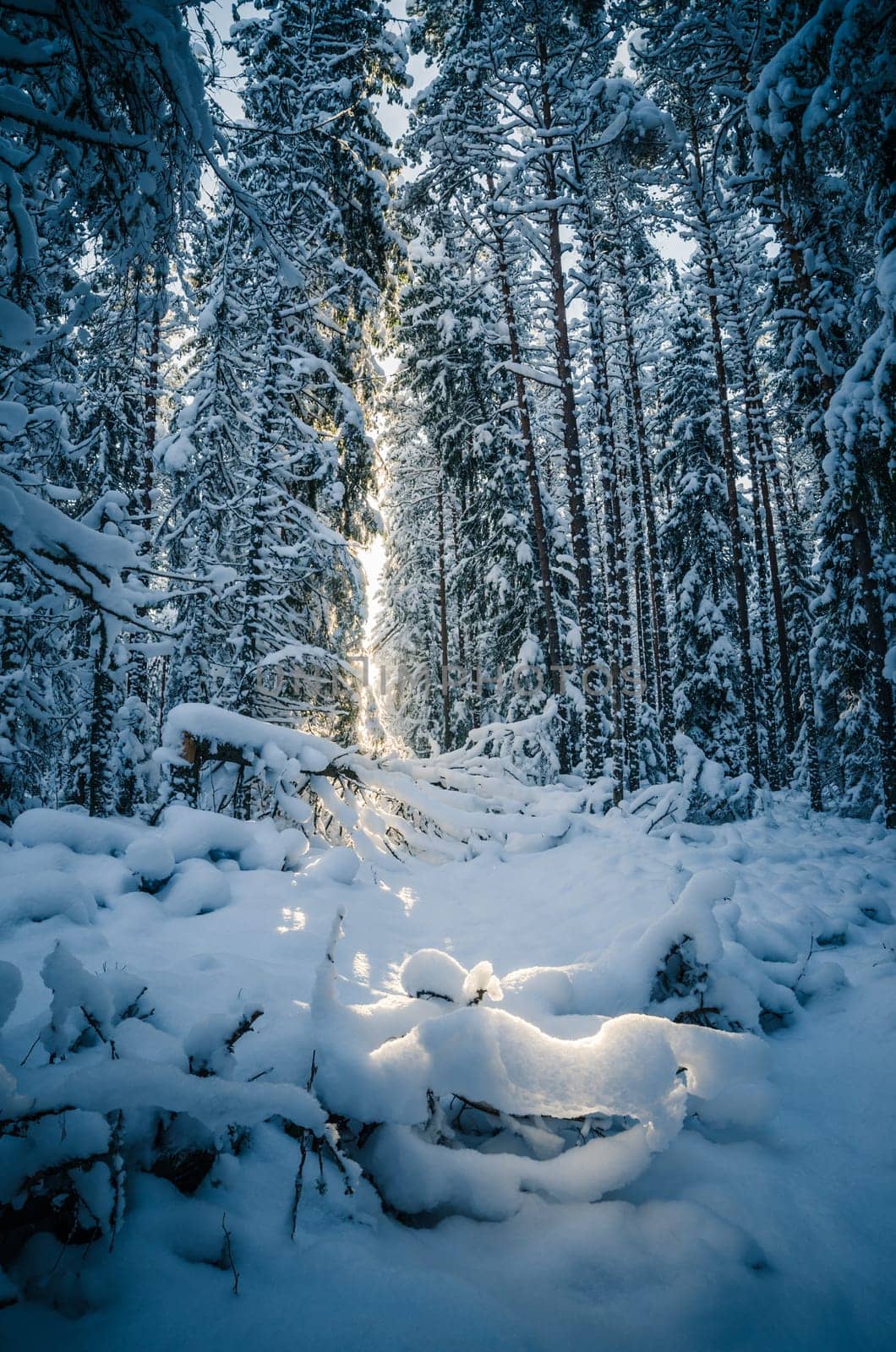 Winter snow covered trees. Viitna, Estonia.