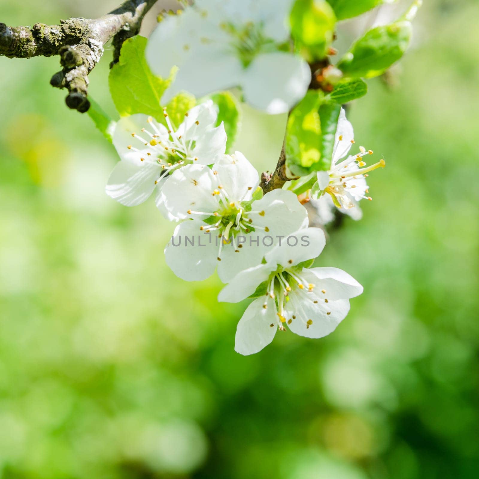 Blossoming branch of a cherry, close up. Note