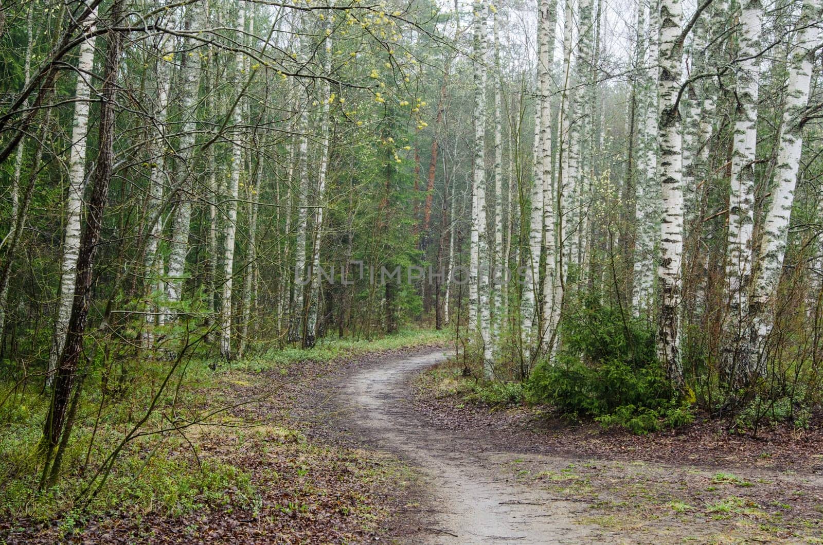 Foggy spring landscape with footpath in the woods