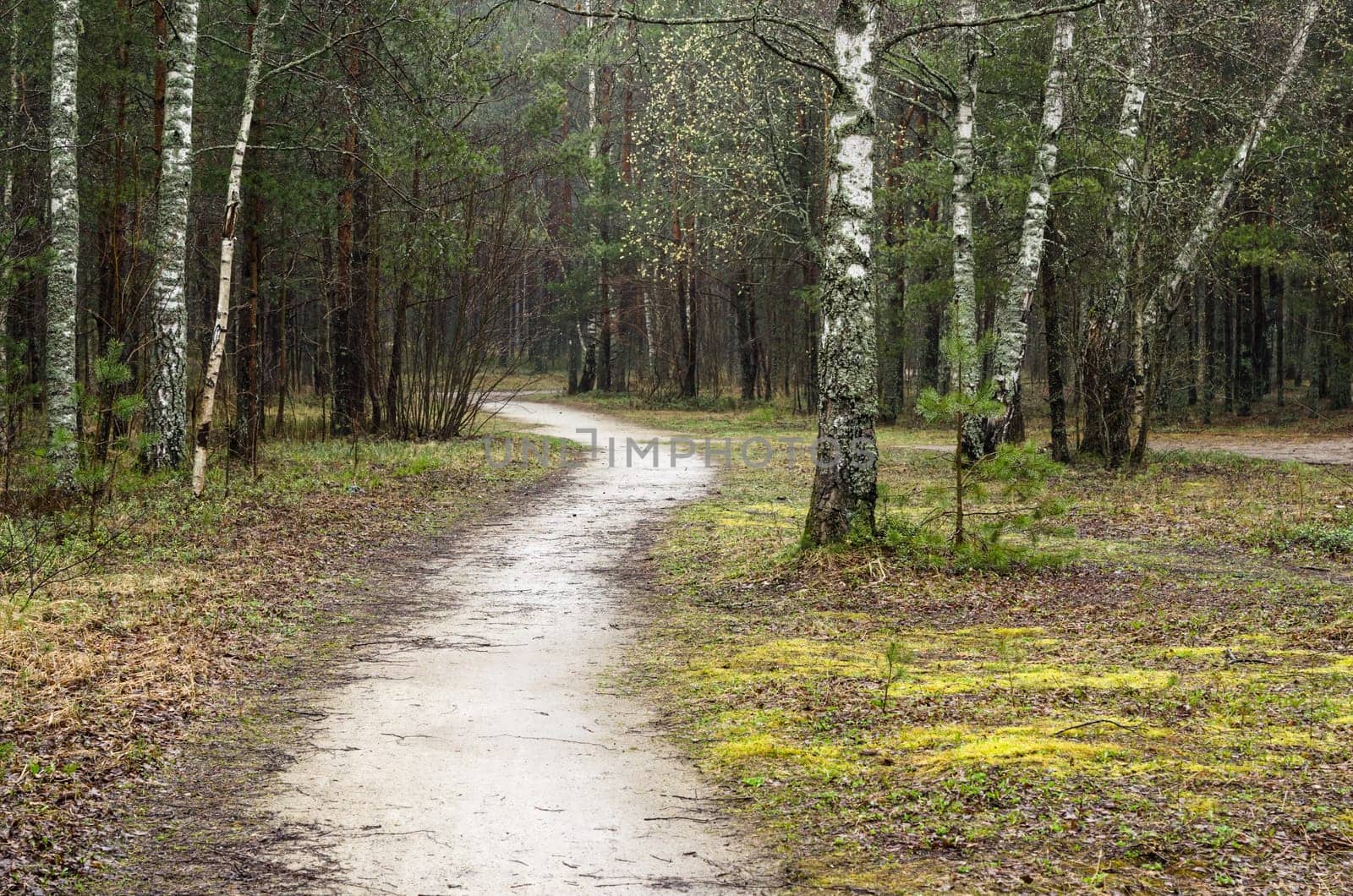 Foggy spring landscape with footpath in the woods