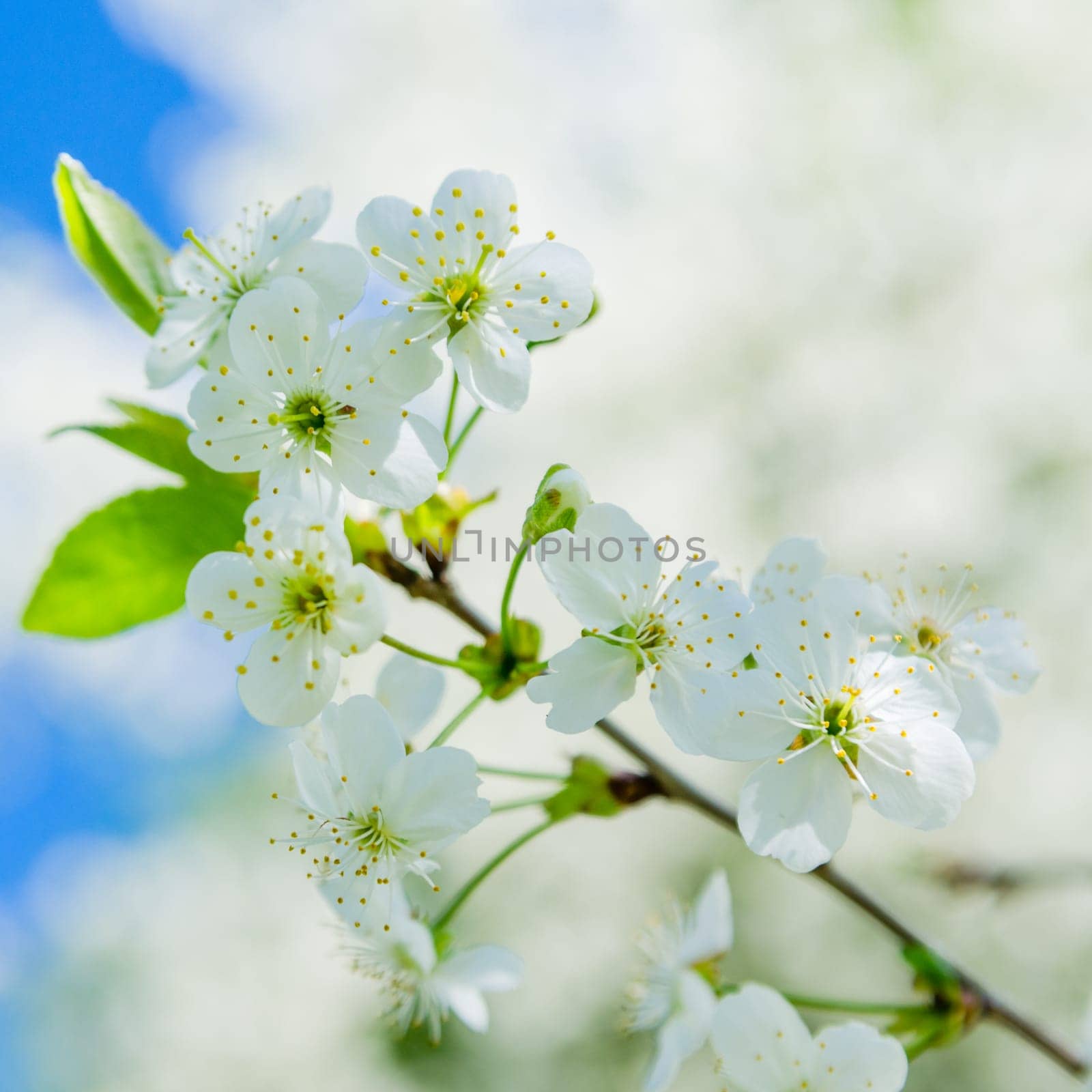 Blossoming branch of a cherry, close up. Note