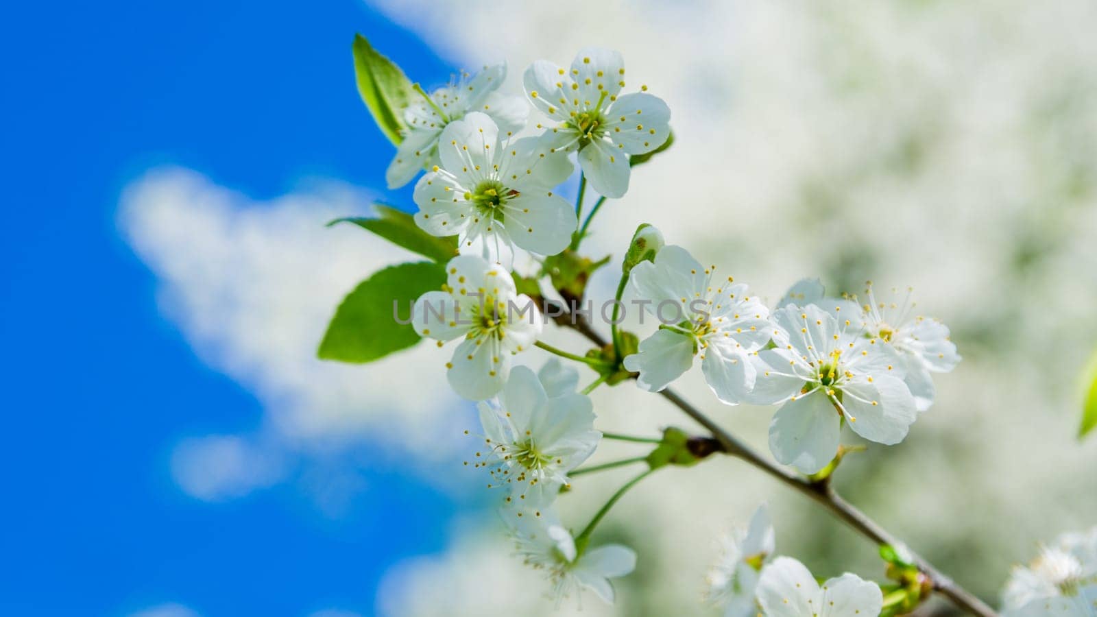 Blossoming branch of a cherry, close up. Note