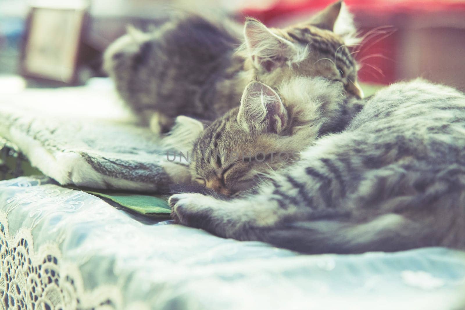 two small maine coon kitty sleeping in bed,vintage effect