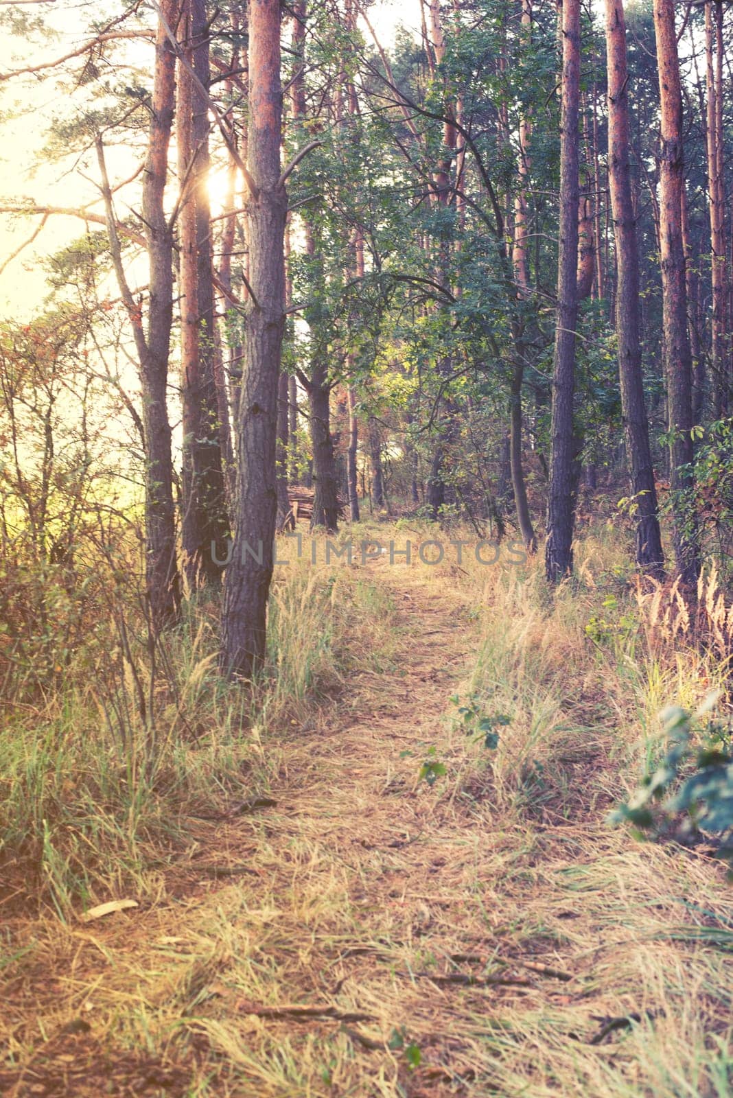 vintage forest background