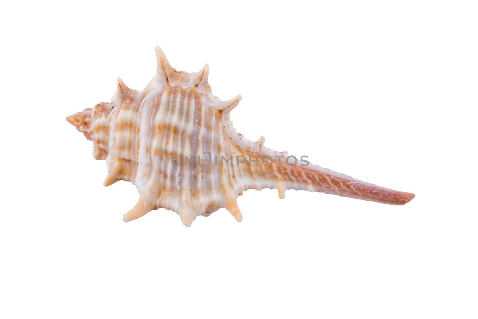 Sea shell isolated on a white background