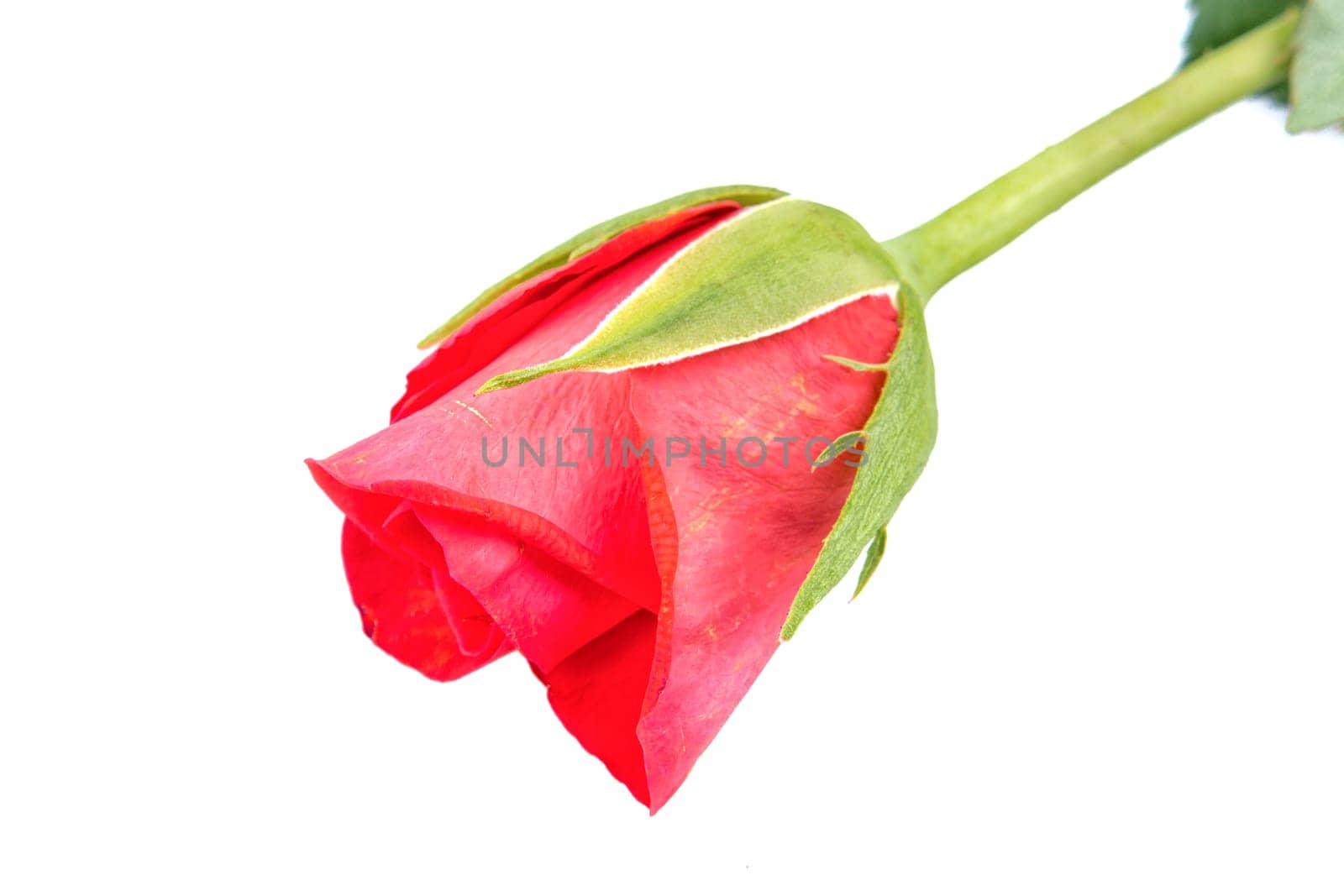 Red rose isolated on a white background