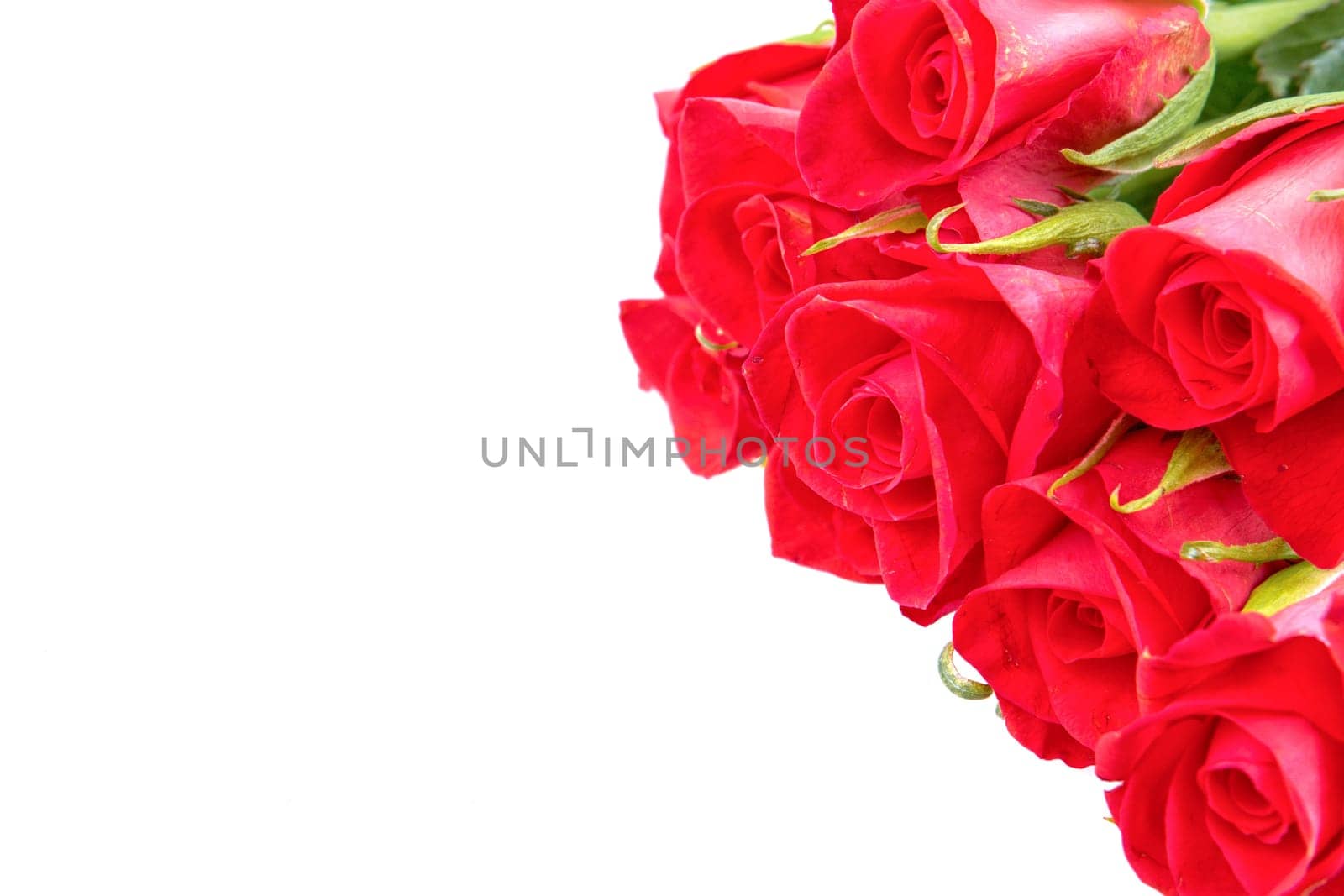 Red roses isolated on a white background