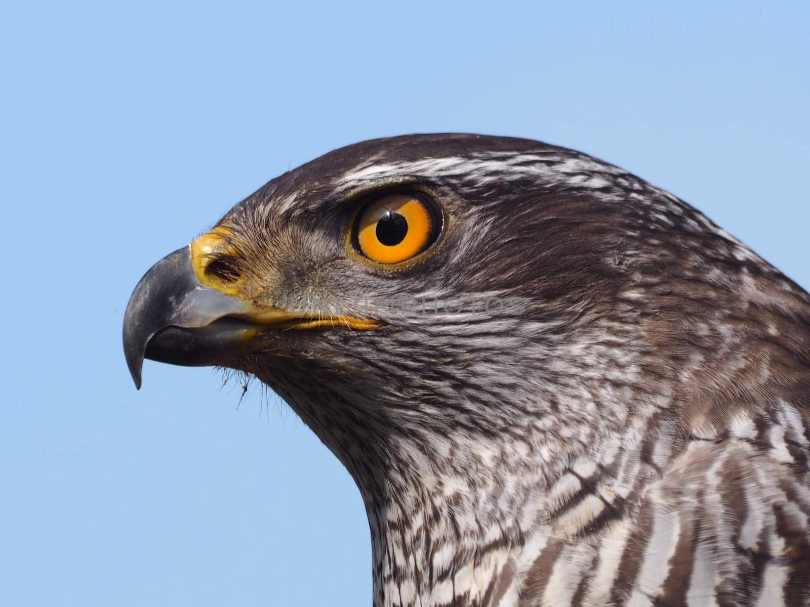 hawk