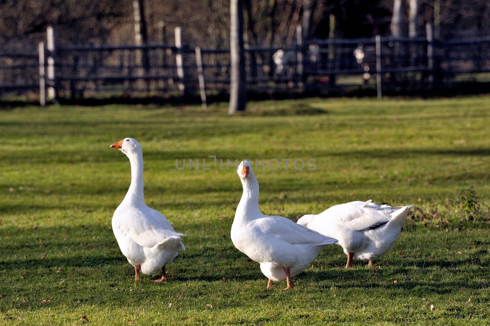 geese in the barnyard