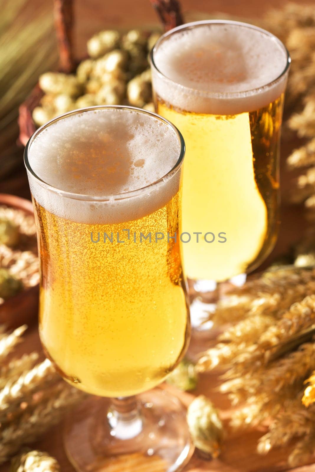 two beer glasses with wheat,barley,hops and malt