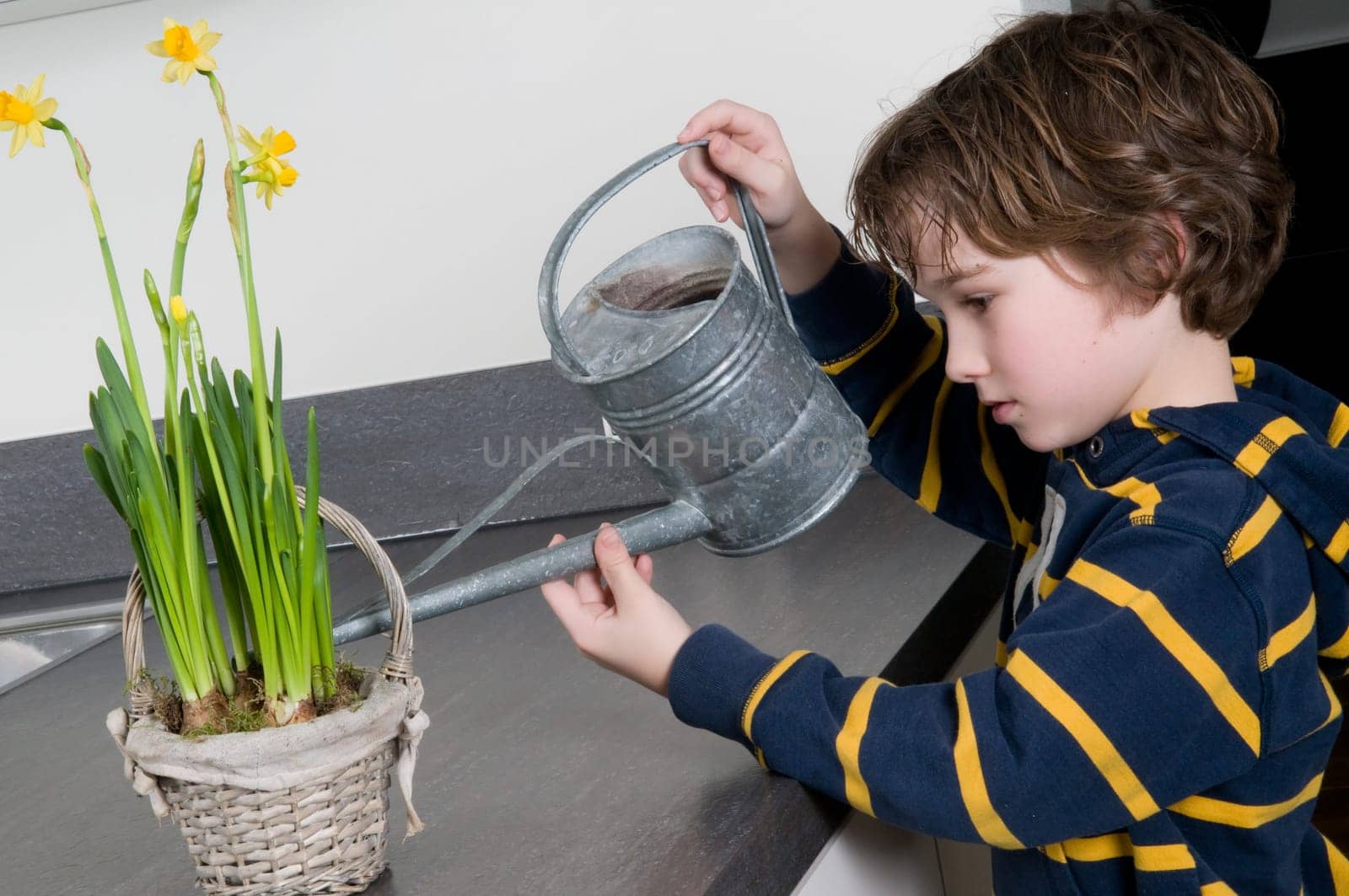 Young boy watering some yellow narcissus