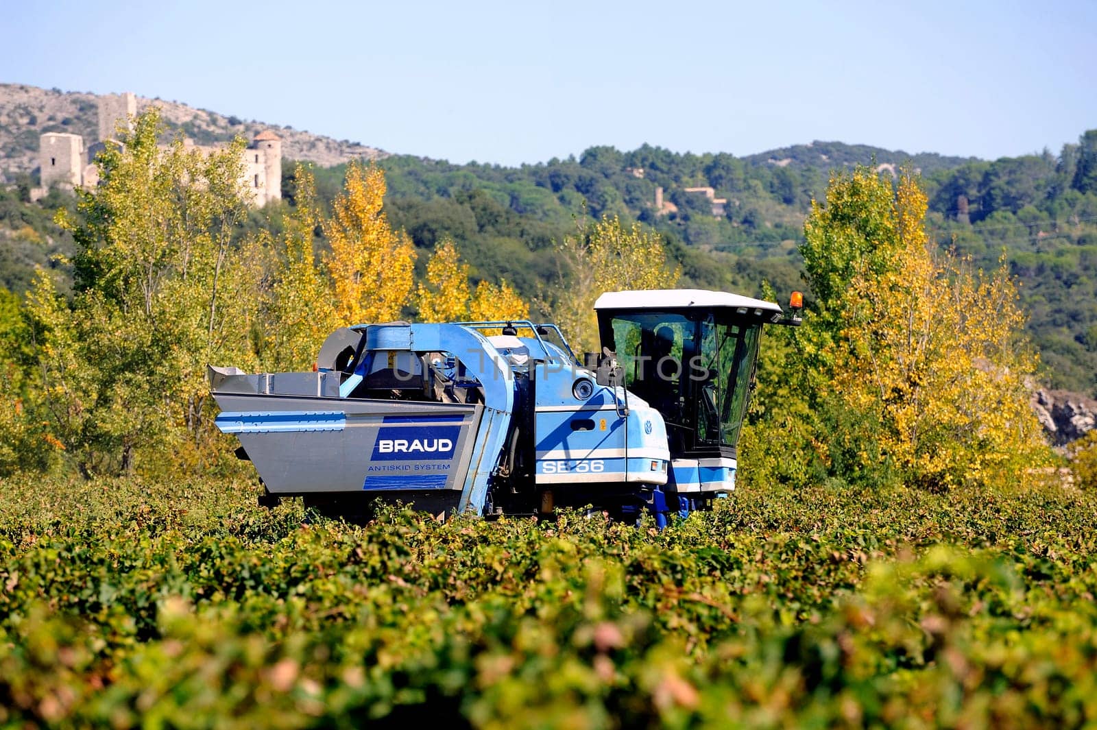 The harvest with machines to harvest the grapes in France in the department of Gard.
