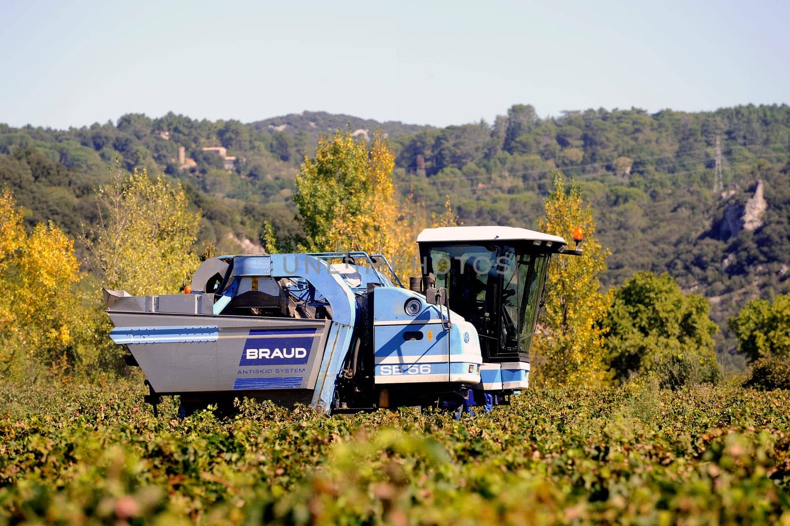 The harvest with machines to harvest the grapes in France in the department of Gard.