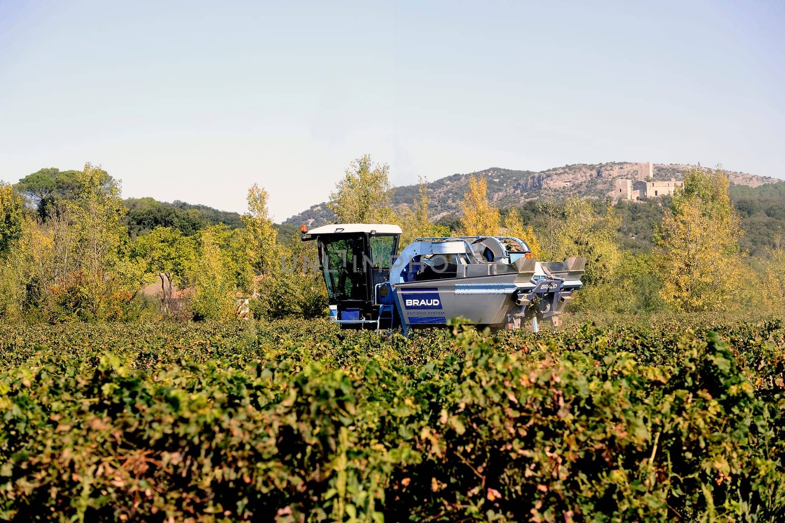 The harvest with machines to harvest the grapes in France in the department of Gard.