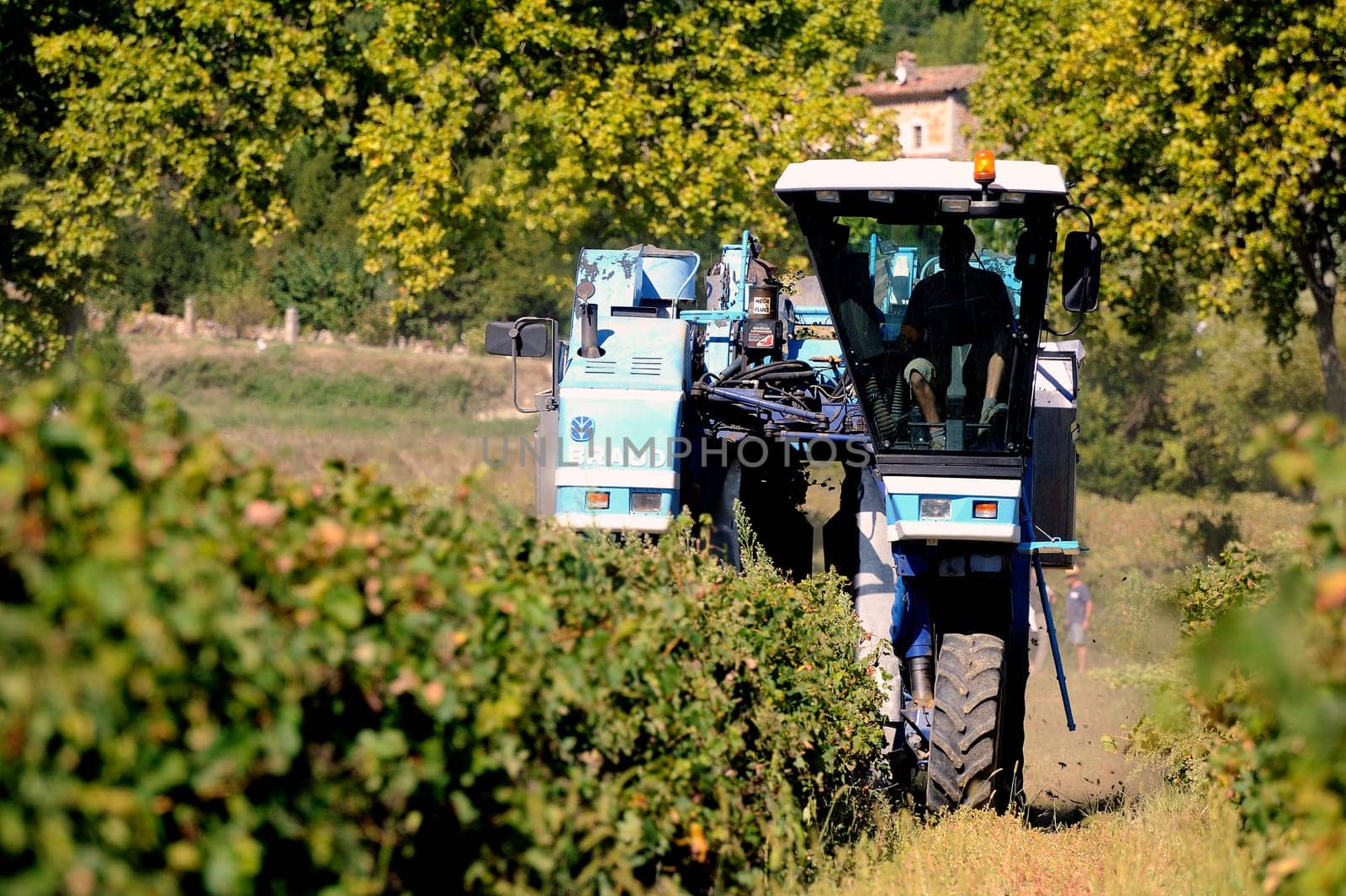 The harvest with machines to harvest the grapes in France in the department of Gard.