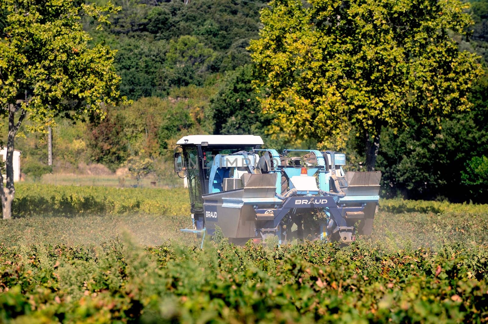 The harvest with machines to harvest the grapes in France in the department of Gard.