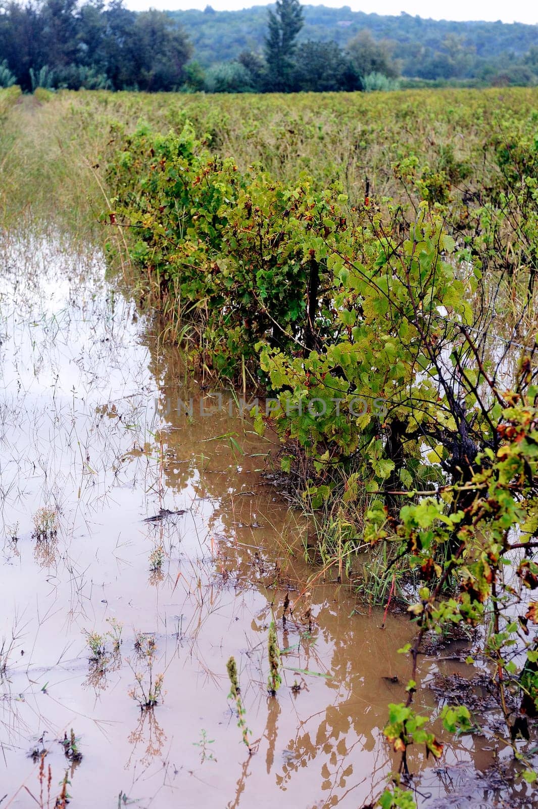Flood vines in France in the department of Gard.