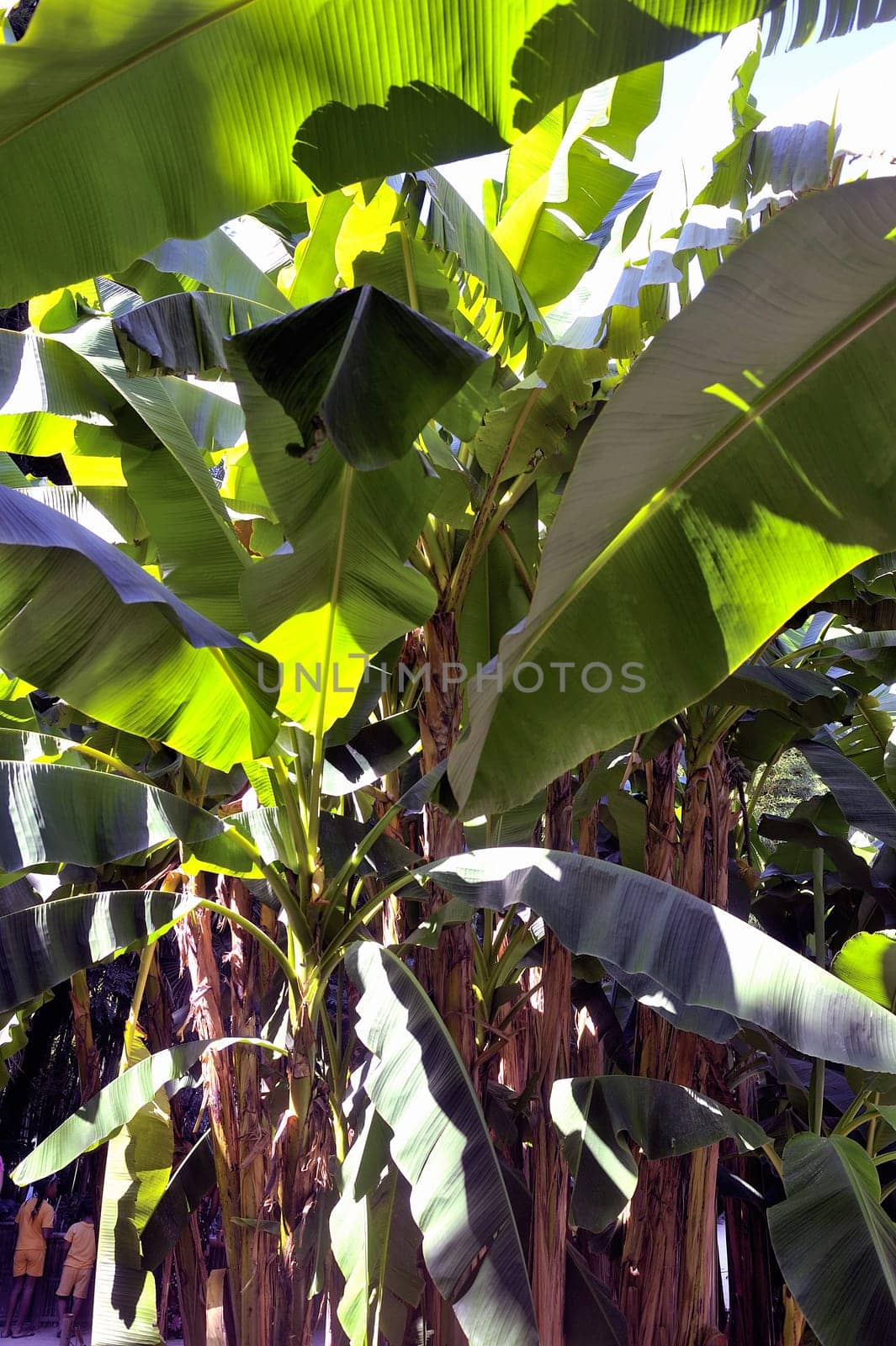 banana tree in the park Anduze bamboo where almost all species are represented and promoted in an Asian garden
