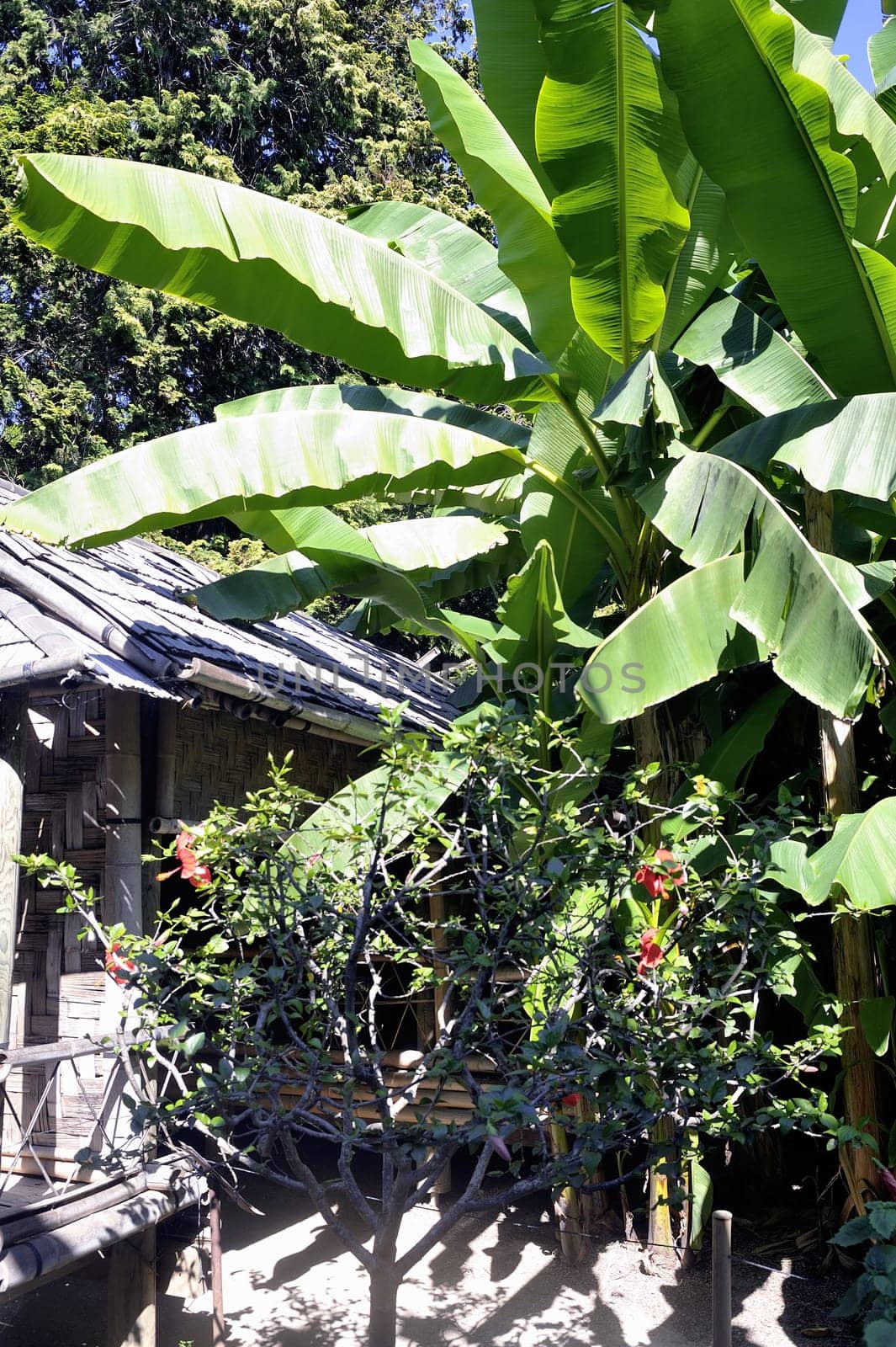 banana tree in the park Anduze bamboo where almost all species are represented and promoted in an Asian garden