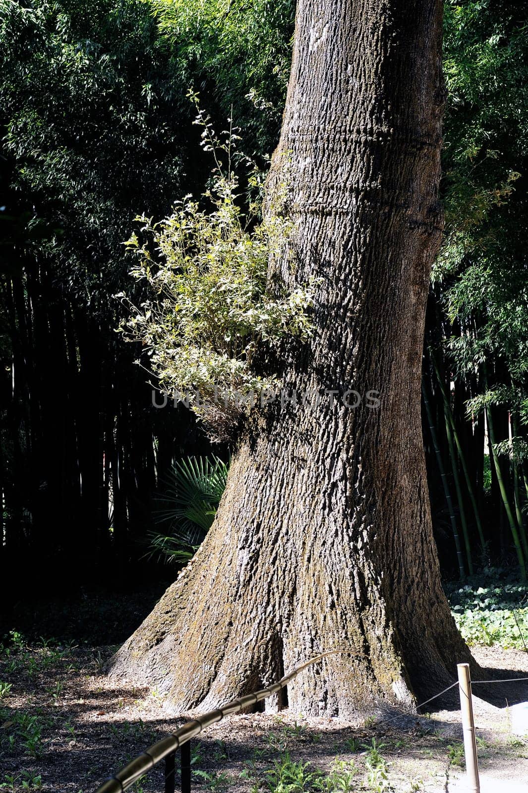 An old oak tree in the middle of a bamboo forest