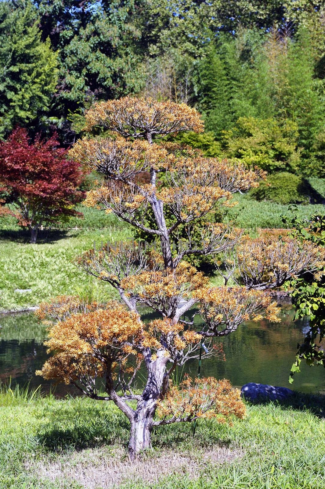 Japanese Garden Park Anduze bamboo where almost all species are represented and promoted in an Asian garden