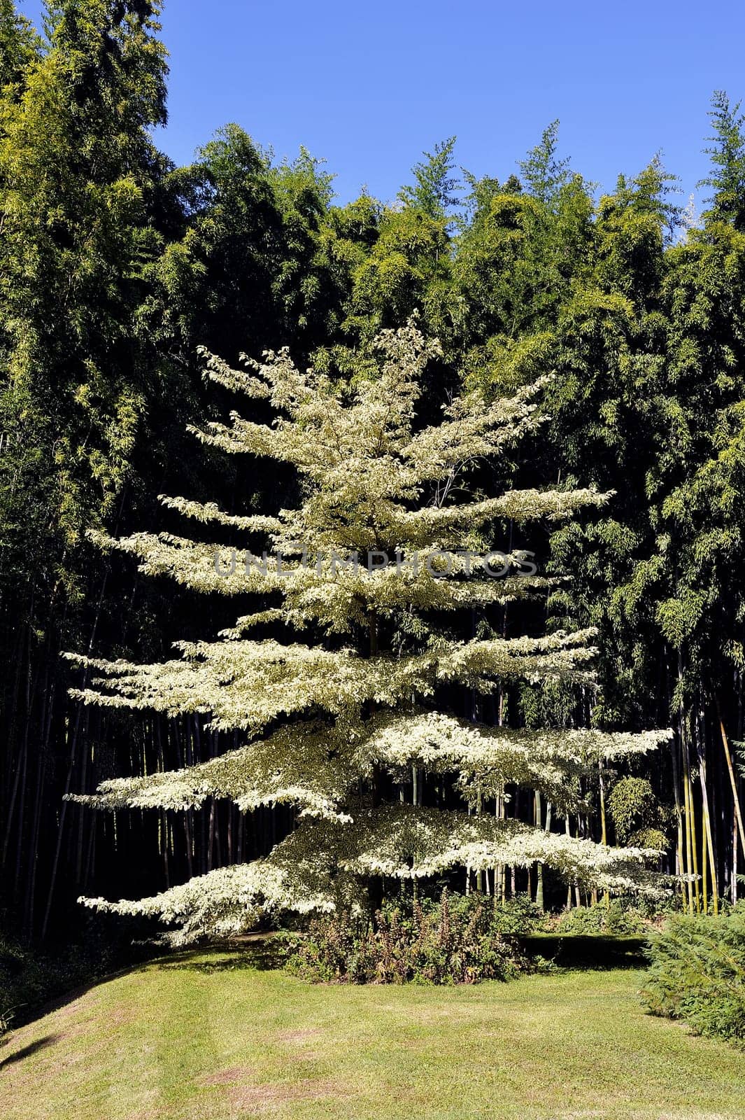 Park Anduze bamboo where almost all species are represented and promoted in an Asian garden