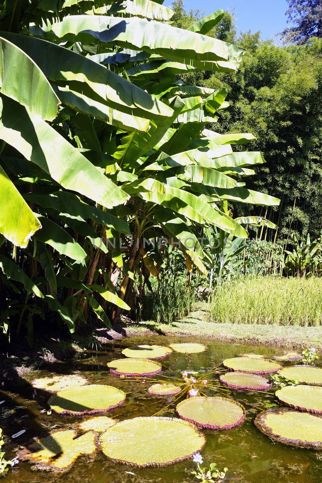 Decorative Basin Anduze bamboo garden in the Asian style showing many bamboo species