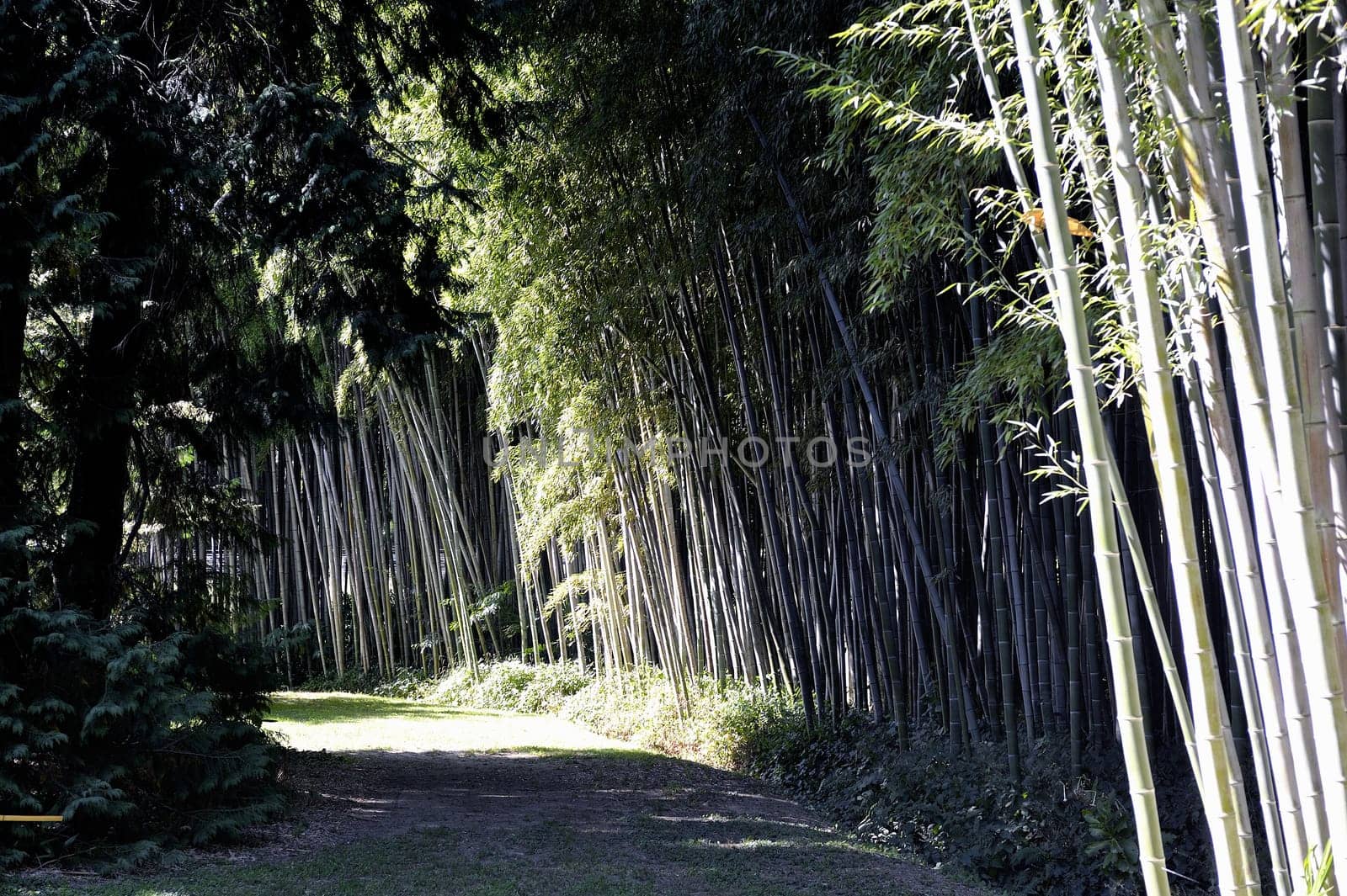 Park Anduze bamboo where almost all species are represented and promoted in an Asian garden
